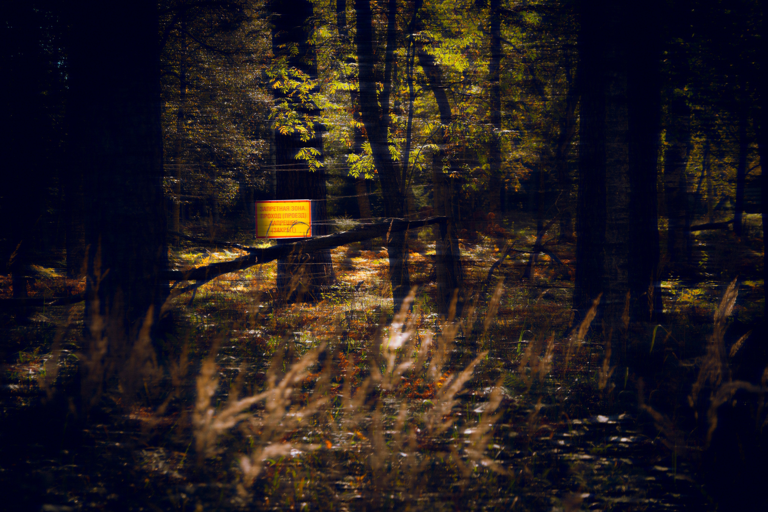 Из наблюдений. Плак или Квак