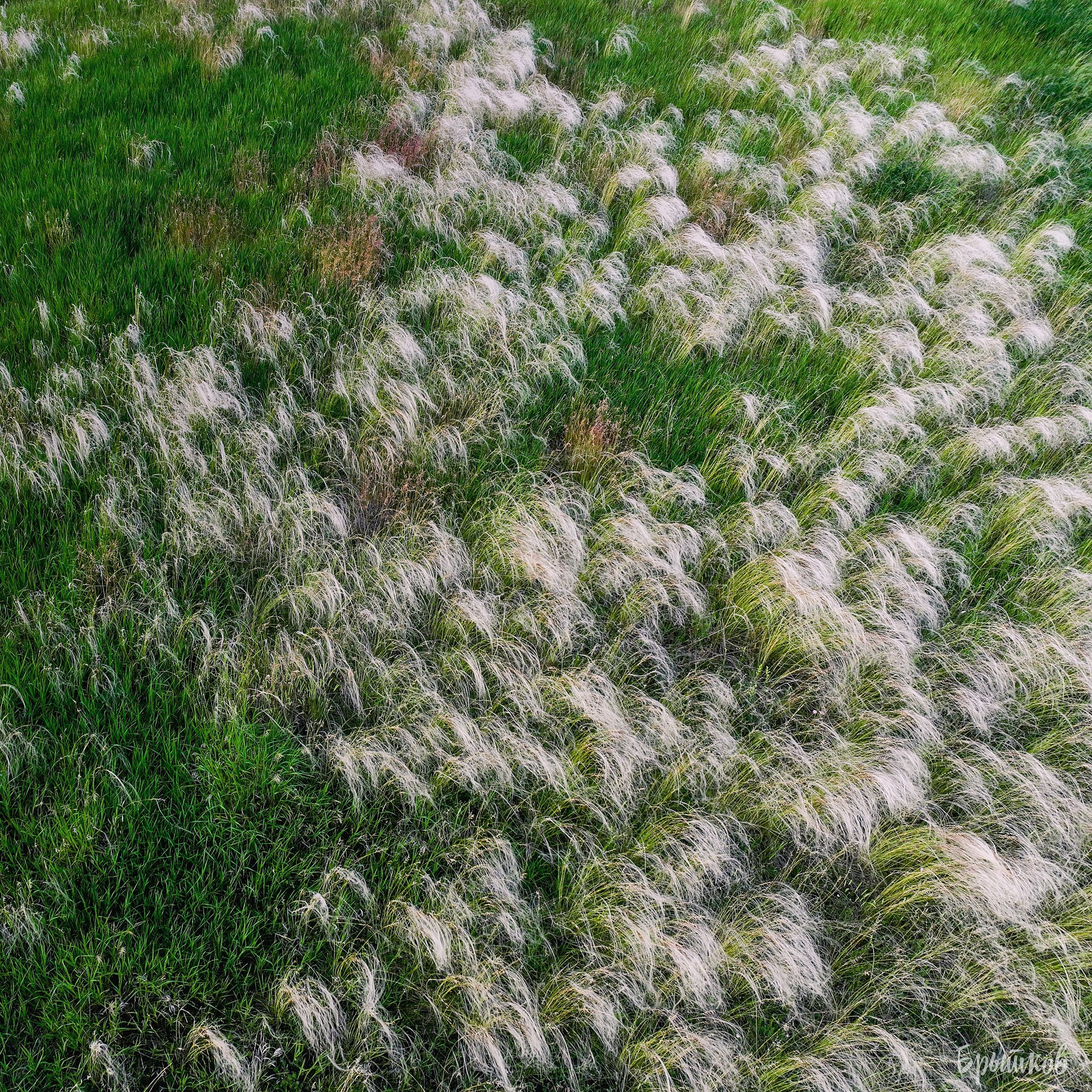 Поля. Ковыль. Николай Брытков — фотограф в Туле