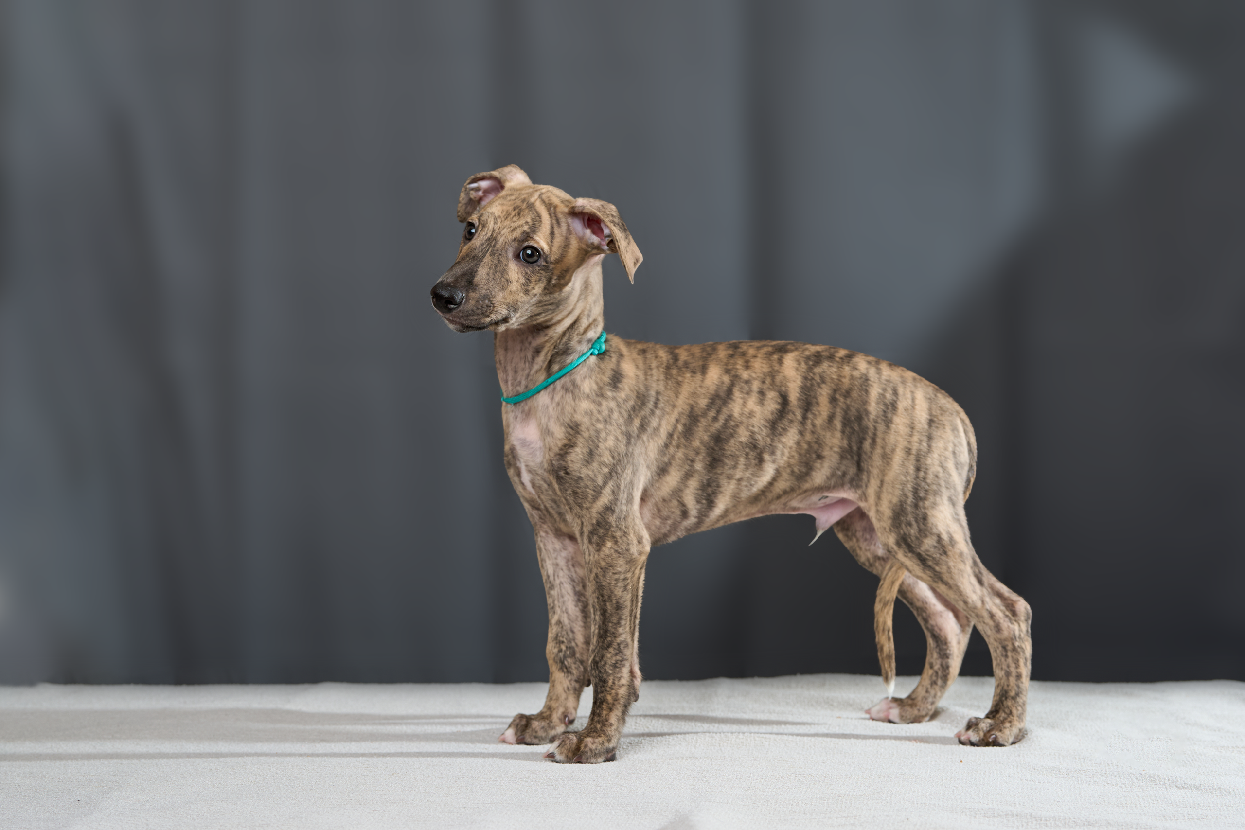 Щенки. Фотограф-анималист Михаил Манухин