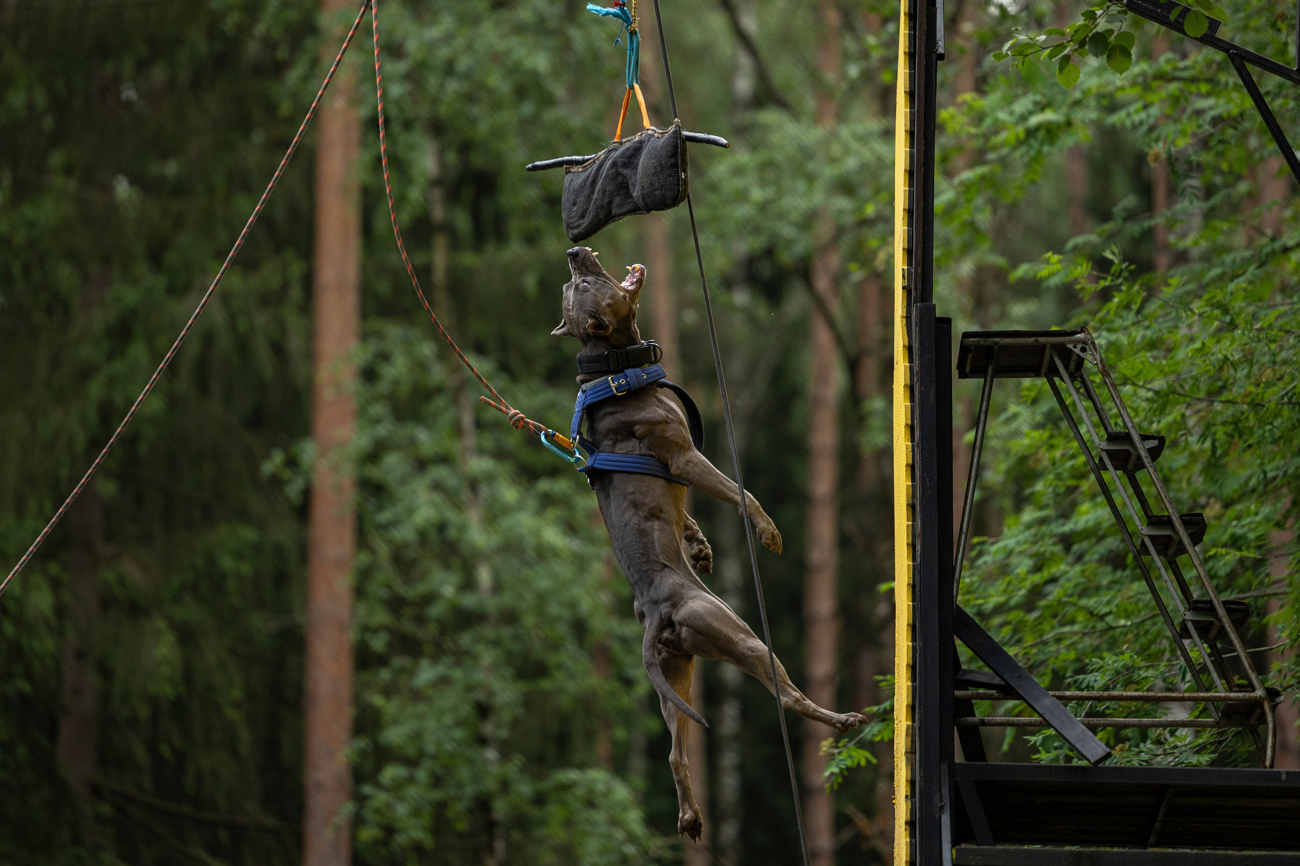 Пит-стафф многоборье. Фотограф-анималист Анна Маринич
