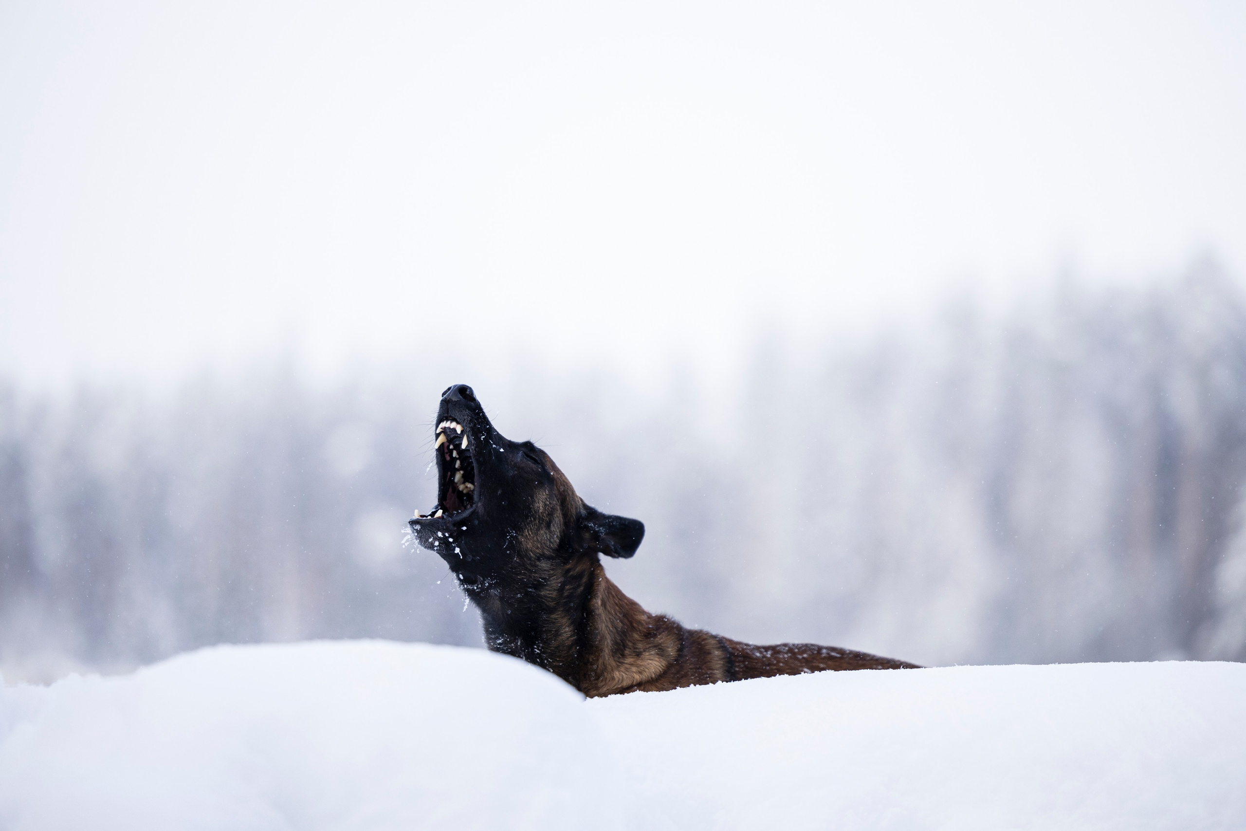 Раш. Фотограф-анималист Анна Маринич
