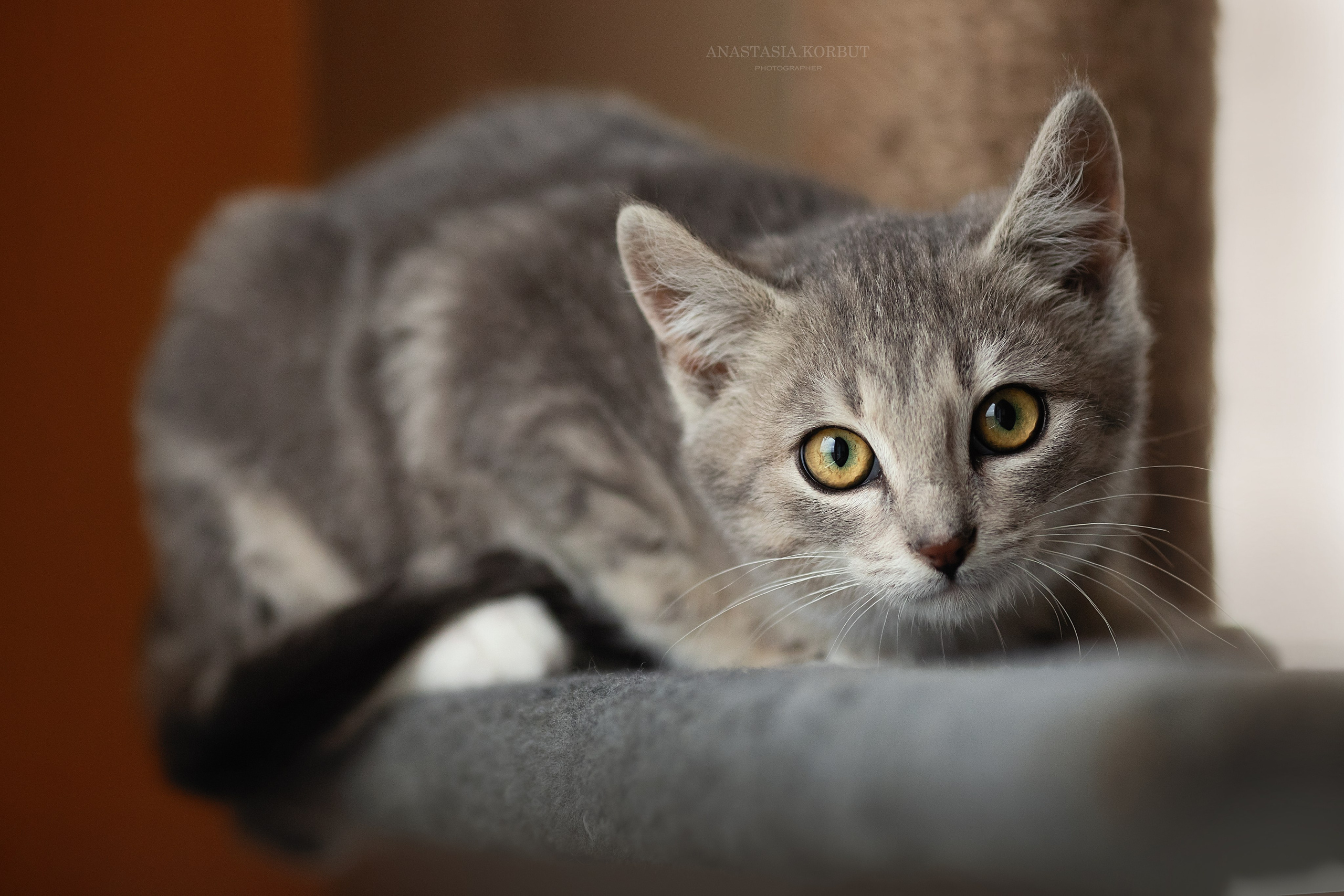 Котята в добрые руки. Арт фотограф в Минске Анастасия Корбут