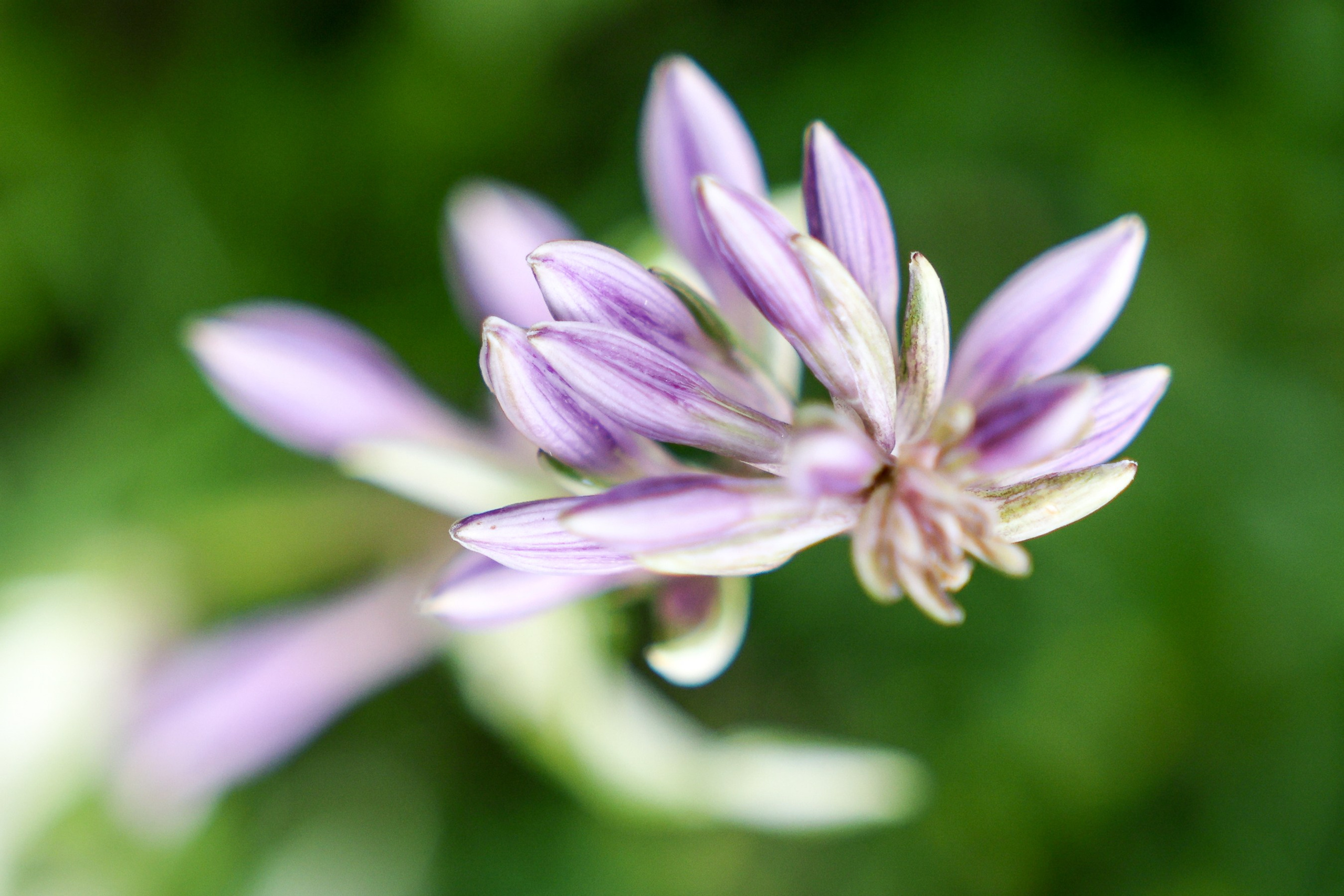 Цветочки-лепесточки. Фотограф Дмитрий Алексеев