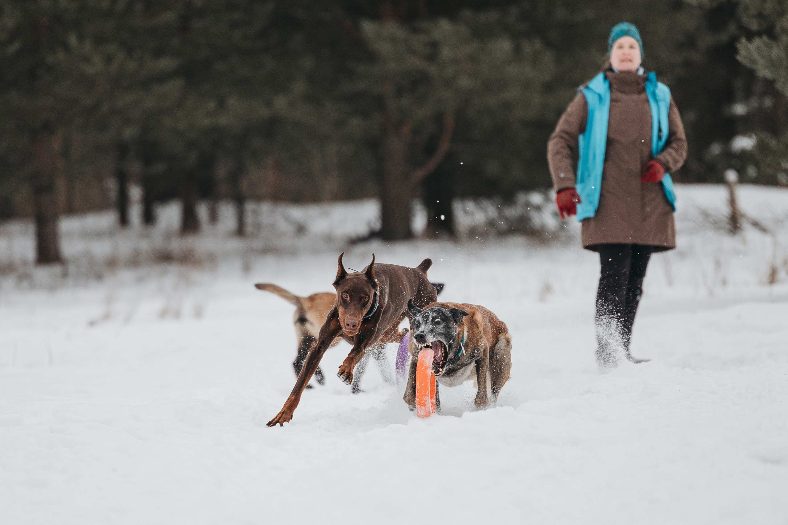 Даша, Омен, Айс и Рицу. Фотограф-анималист Анна Маринич