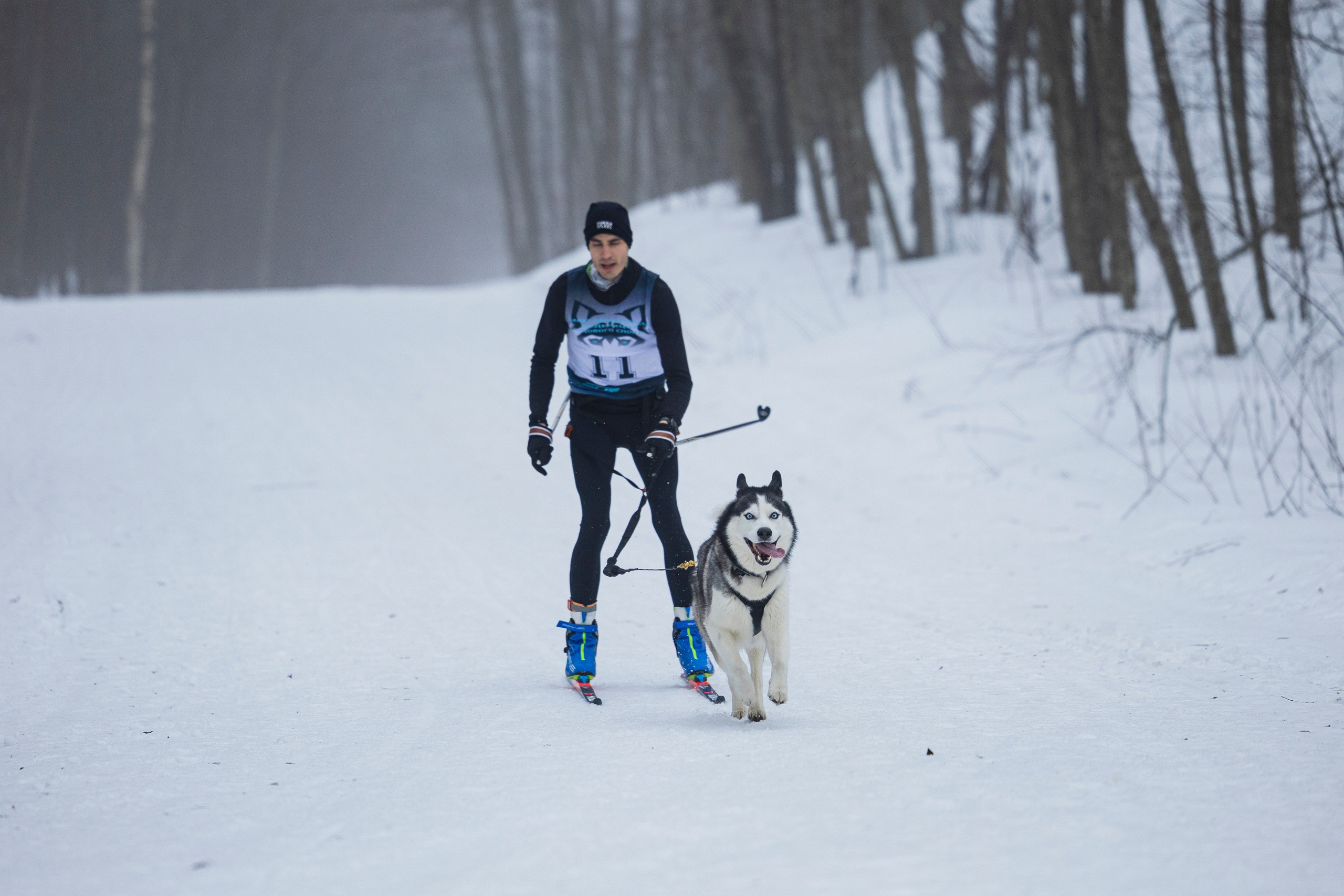 Зимний Чемпионат Санкт-Петербурга по ездовому спорту. Фотограф-анималист Анна Маринич
