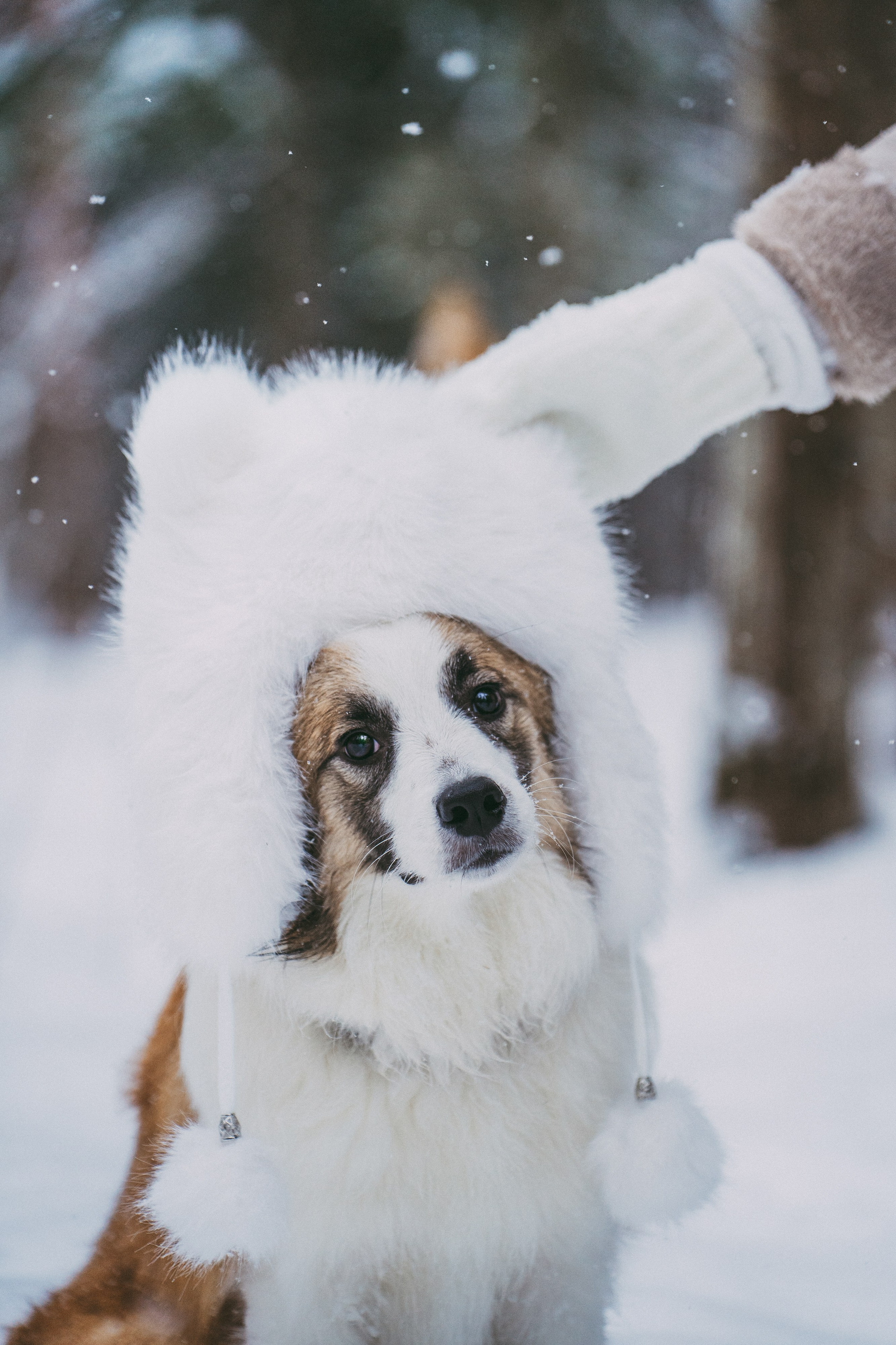 Катя, Анатолий и Елай. Фотограф анималист в Москве и Санкт-Петербурге Свиридова Анна