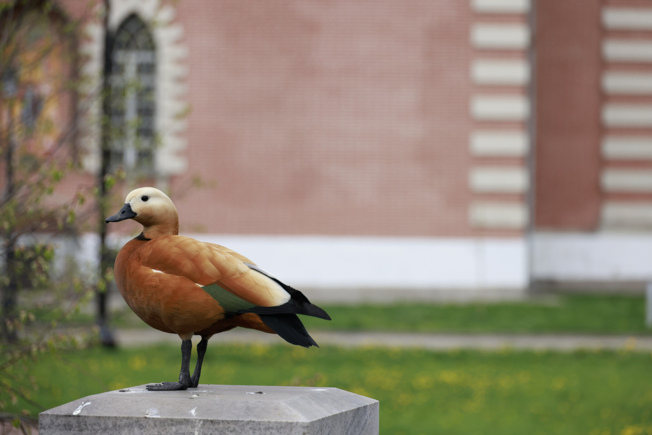 Зверье. Фотохудожник BID