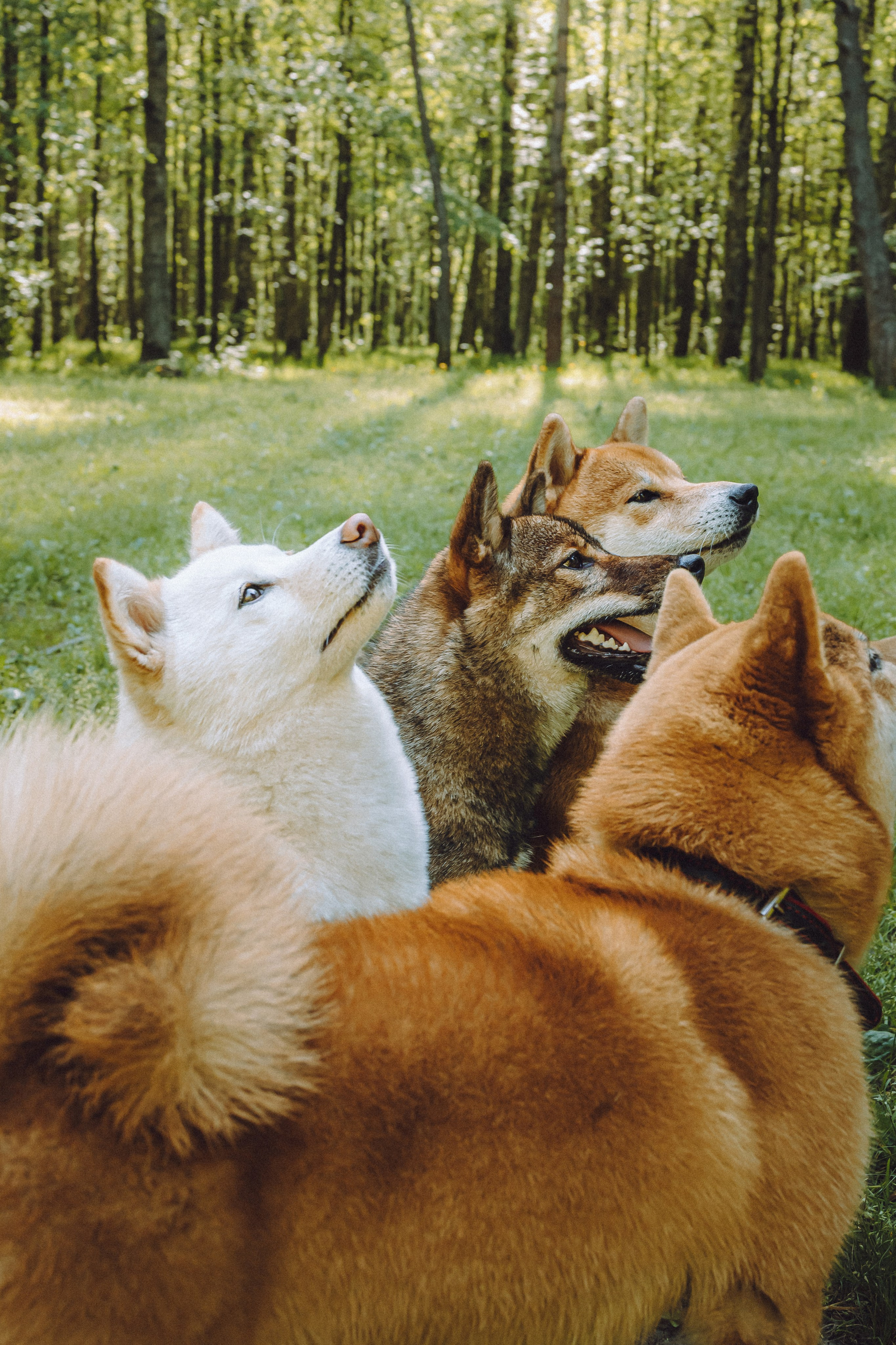 Шед, Цири, Чиби, Цера и их семья