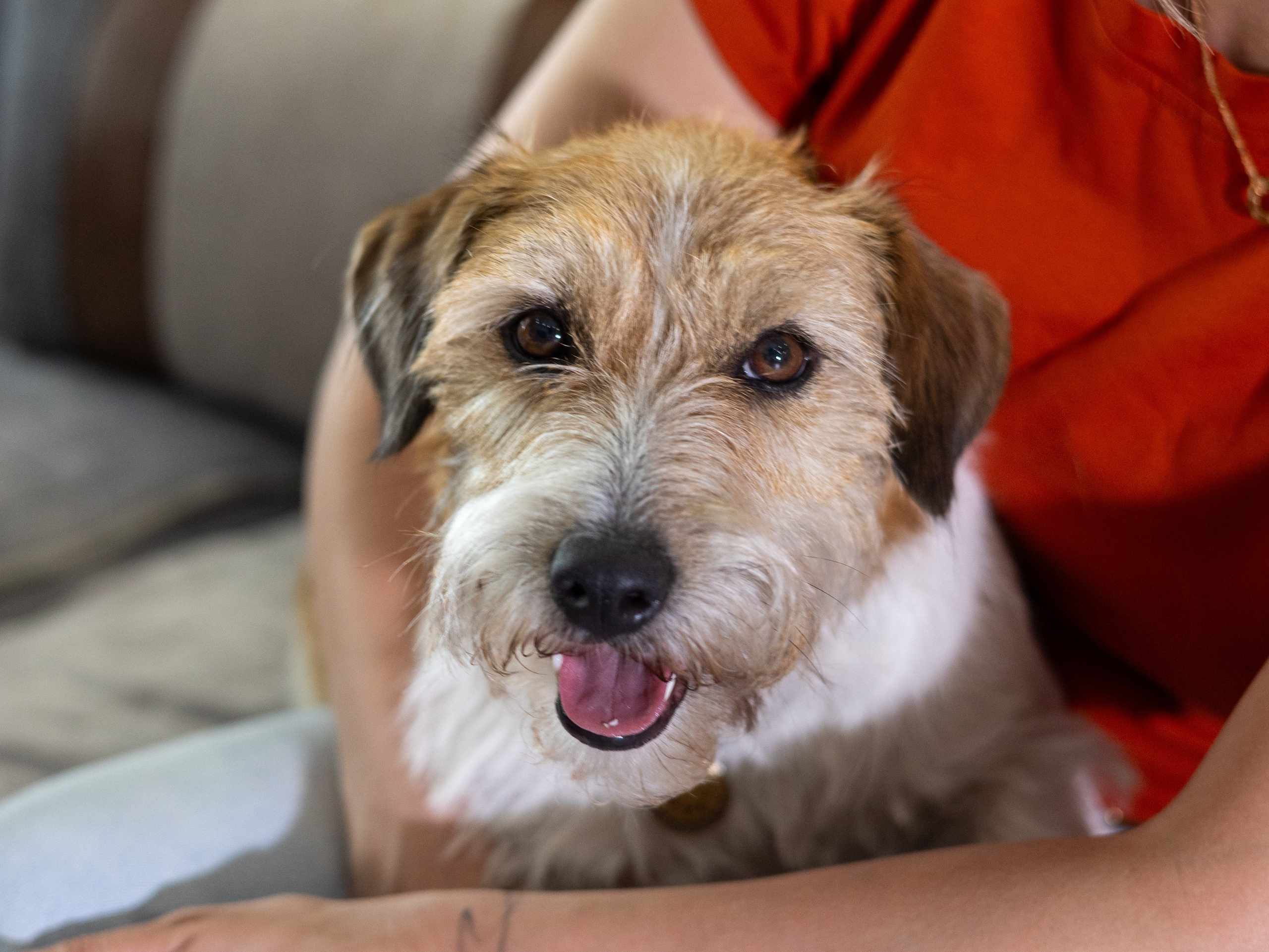 День рождение Зенита. Фотограф-анималист в Москве Кириллова Татьяна