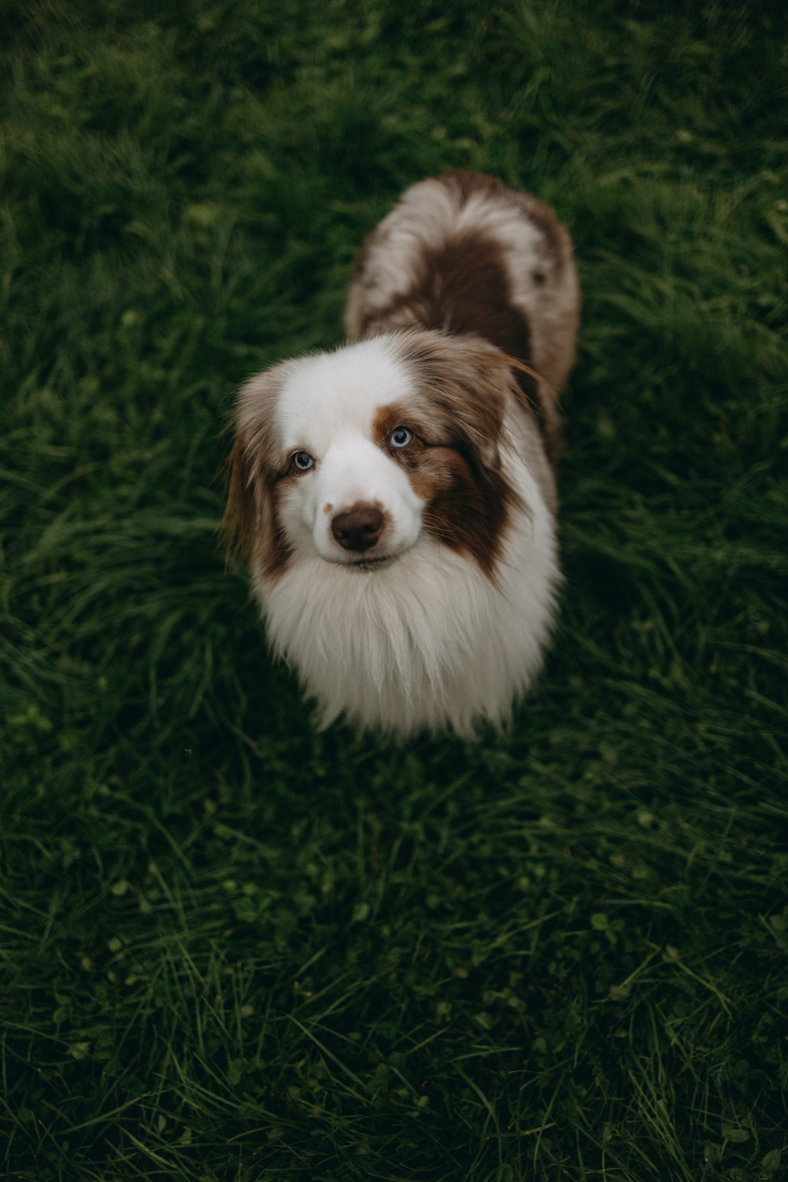 Маша и Эклер. Фотограф — Анималист | Санкт-Петербург