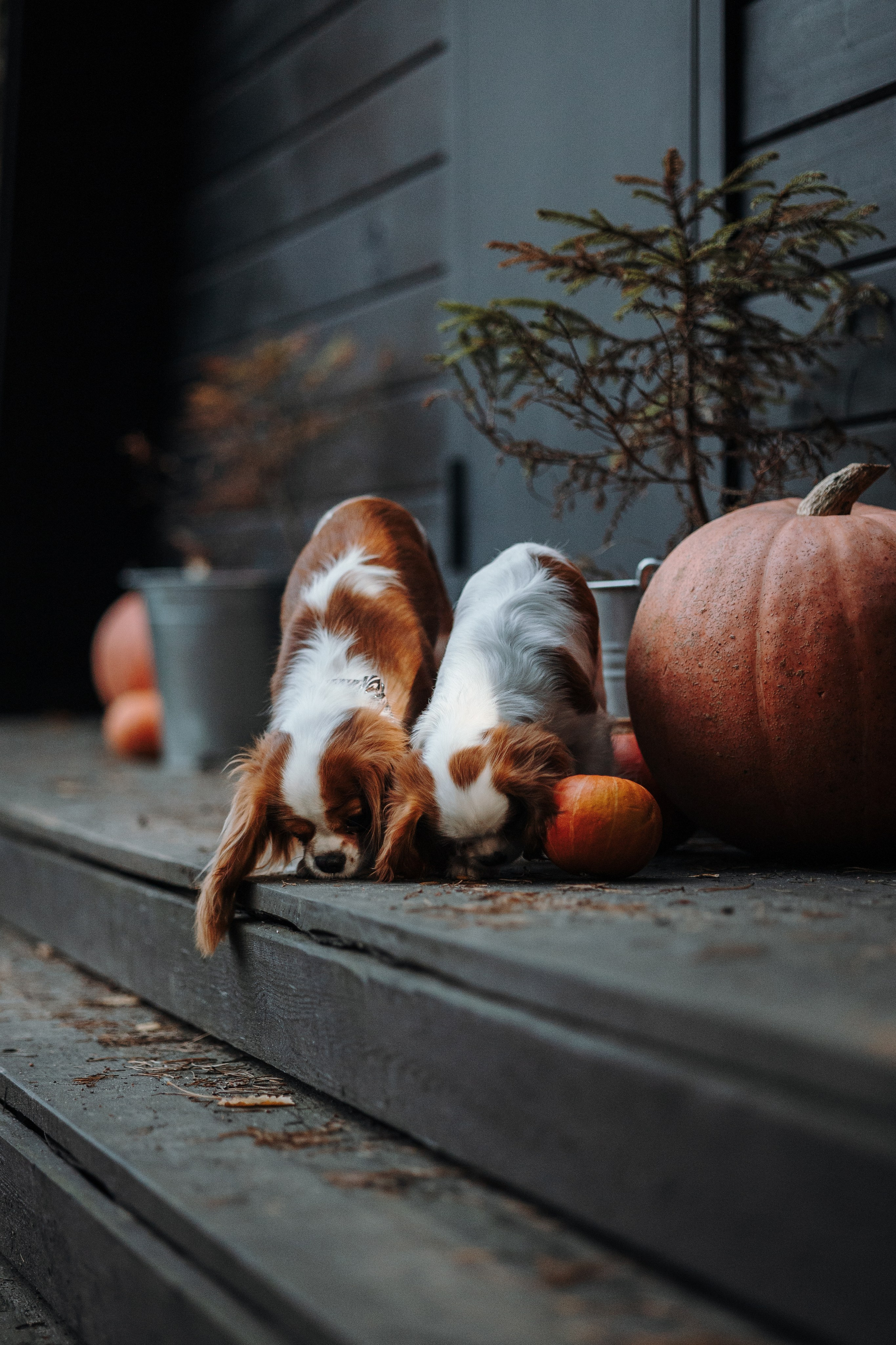 Семейная история. Фотограф — Анималист | Санкт-Петербург