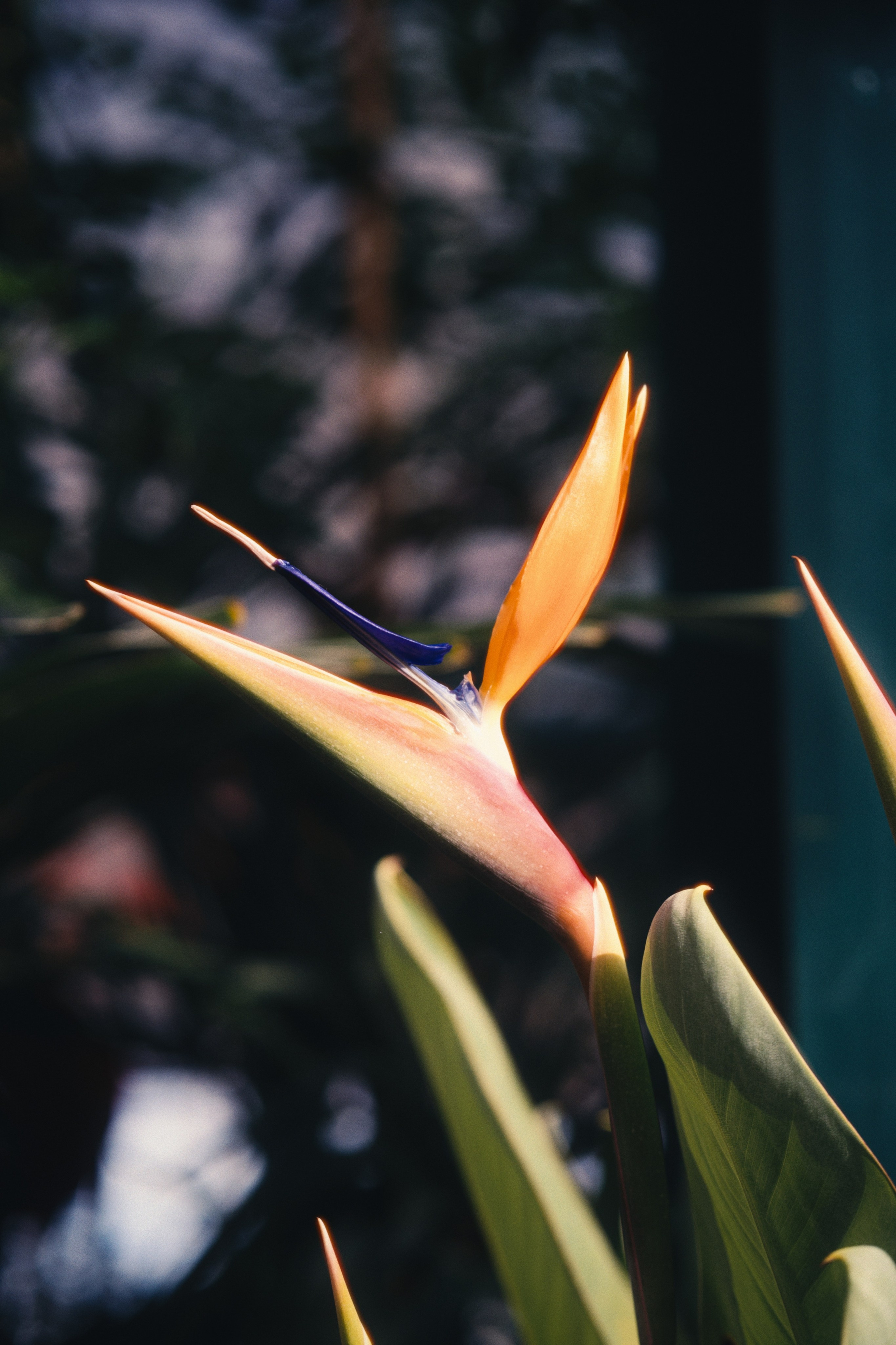 Аптекарский огород. Фотограф-любитель из Кирова Андрей Погребняк