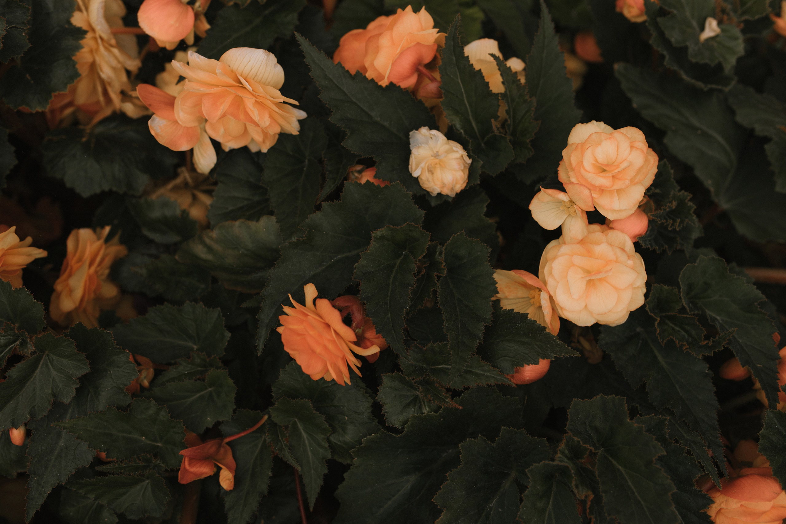 Ну наканецта!. Свадебный и семейный фотограф в Санкт-Петербурге и Москве