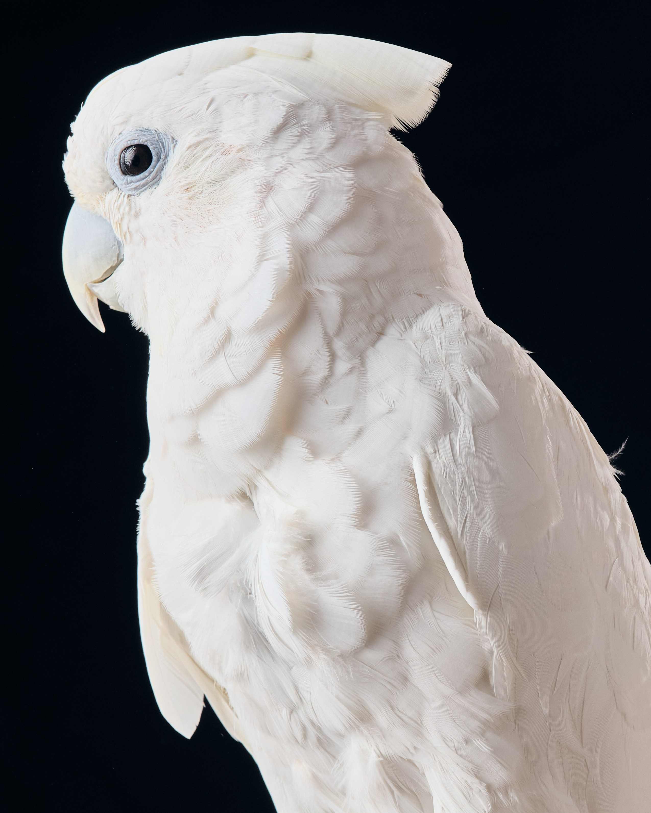 Фото с животными. Фотограф в Москве — Галунина Кристина