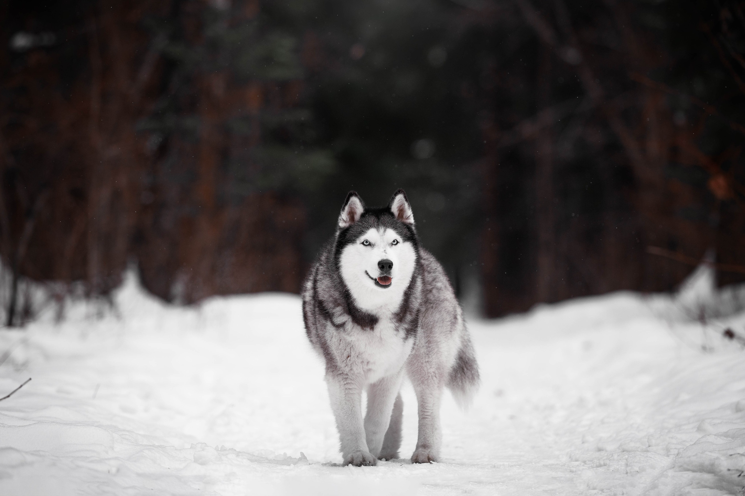 Шанель. Фотограф-анималист