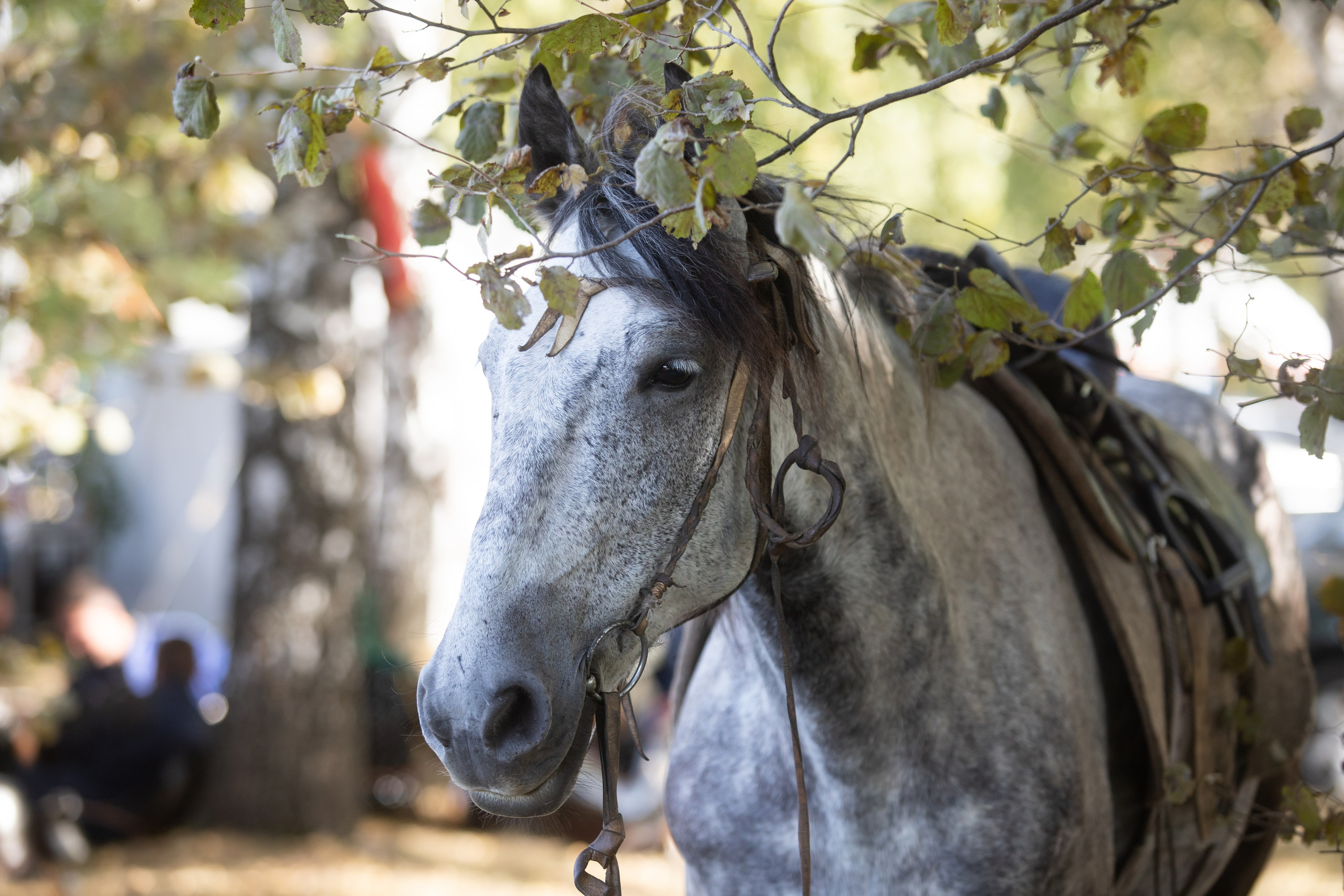 644-я годовщина Куликовской битвы (21 сентября 2024). Репортажный фотограф Алексей Пирязев