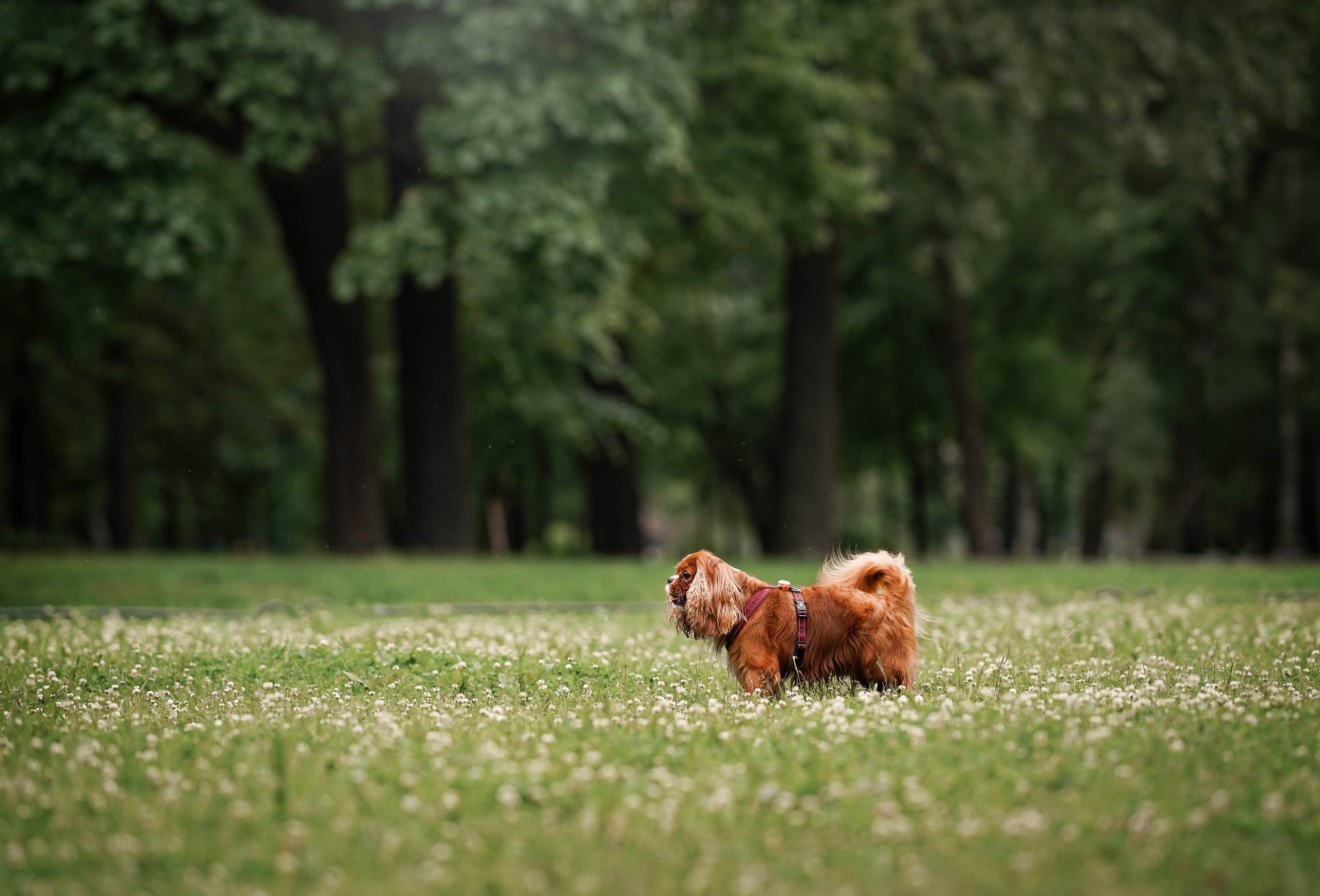 Юля Володя Гарри и Верон. Фотограф-анималист в Санкт-Петербурге Яна Мартынова