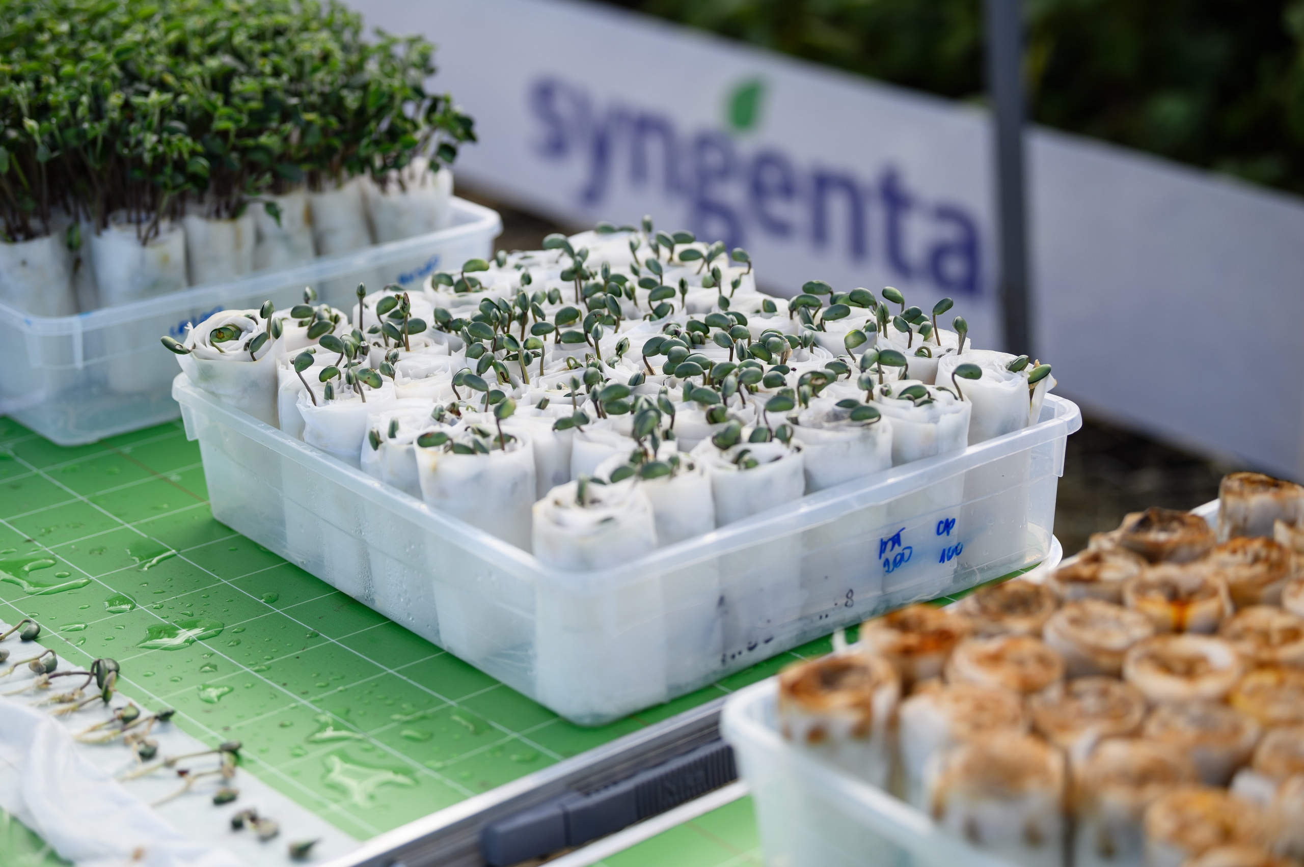 Проекты. Профессиональный фотограф Вячеслав Плацында | Липецк |