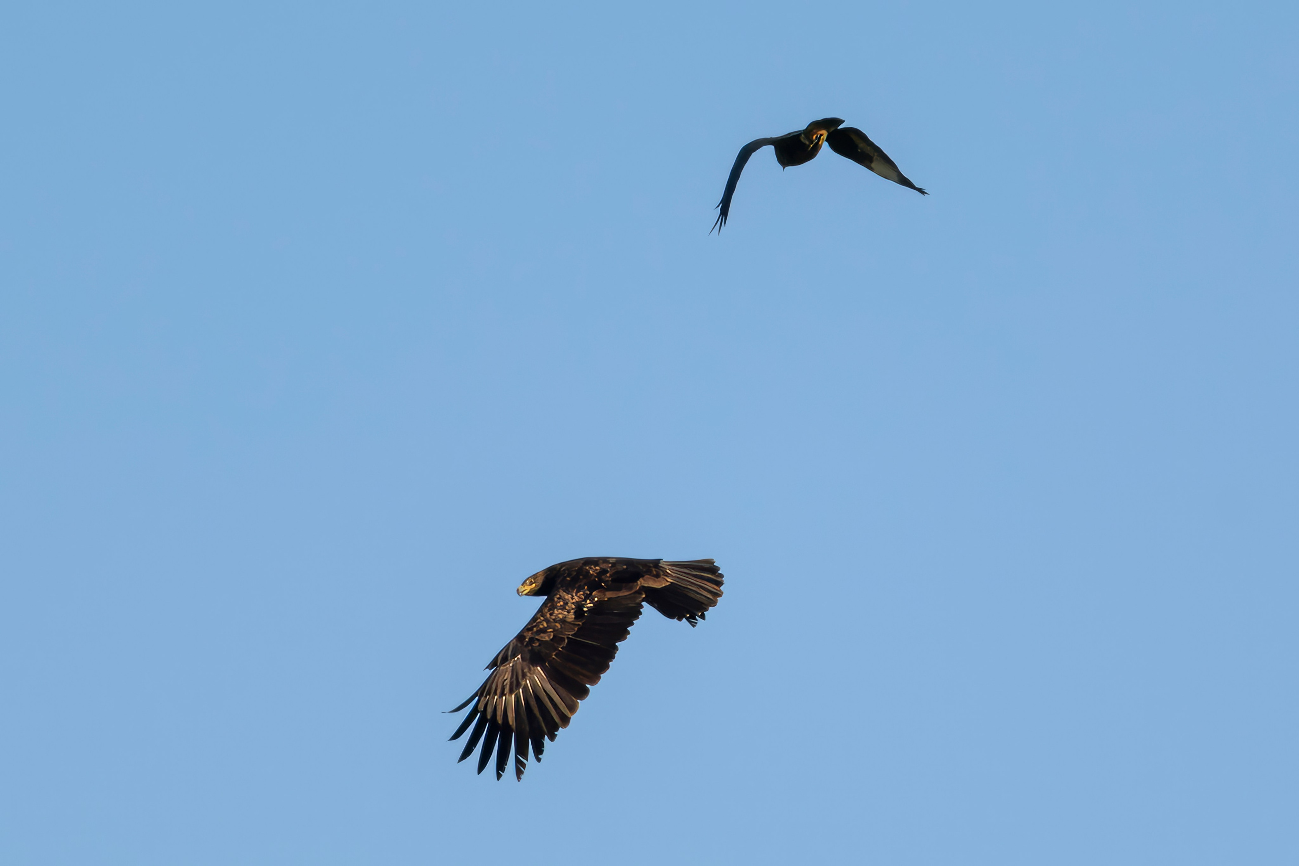 Журавлей спугнули. The cranes were scared away. Фотограф Сергей Пупонин