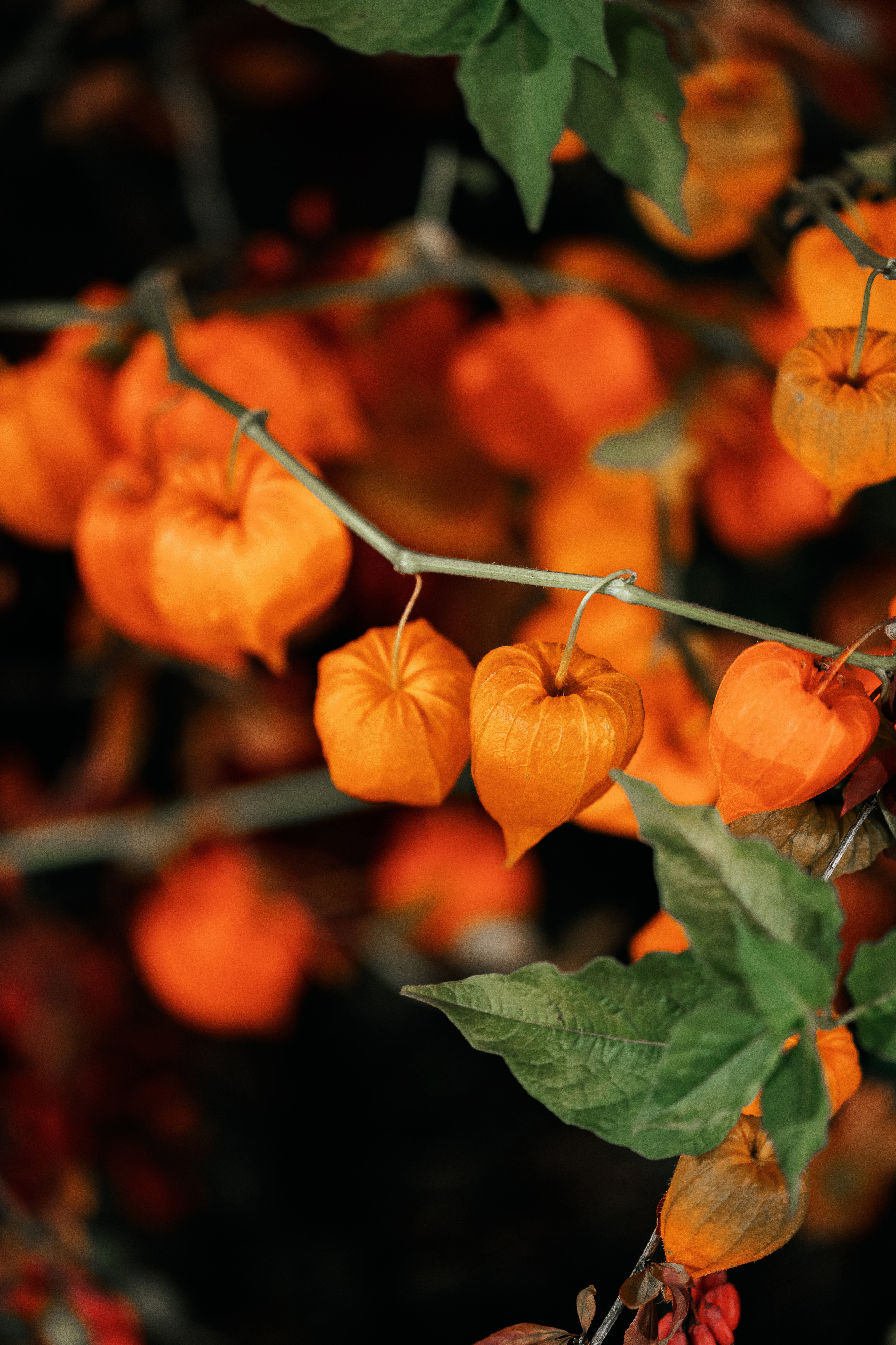 A la ruse. VENSKAYA WEDDING & EVENT PLANNER