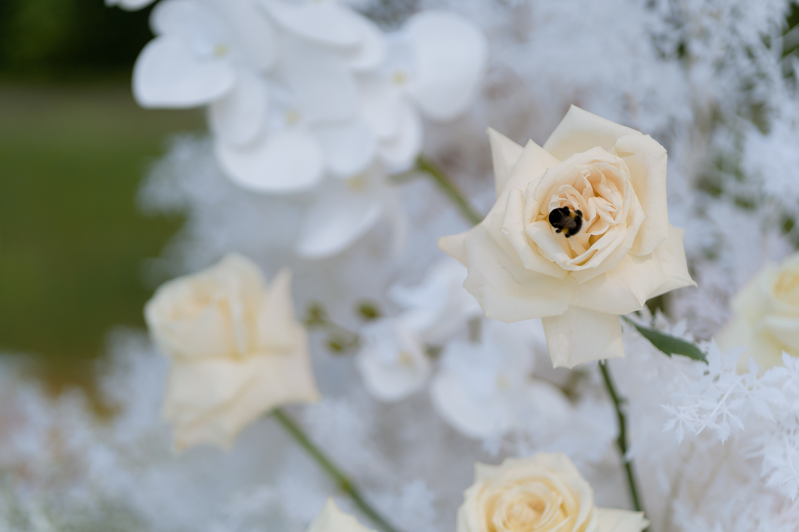 You are my kinder surprise. VENSKAYA WEDDING & EVENT PLANNER