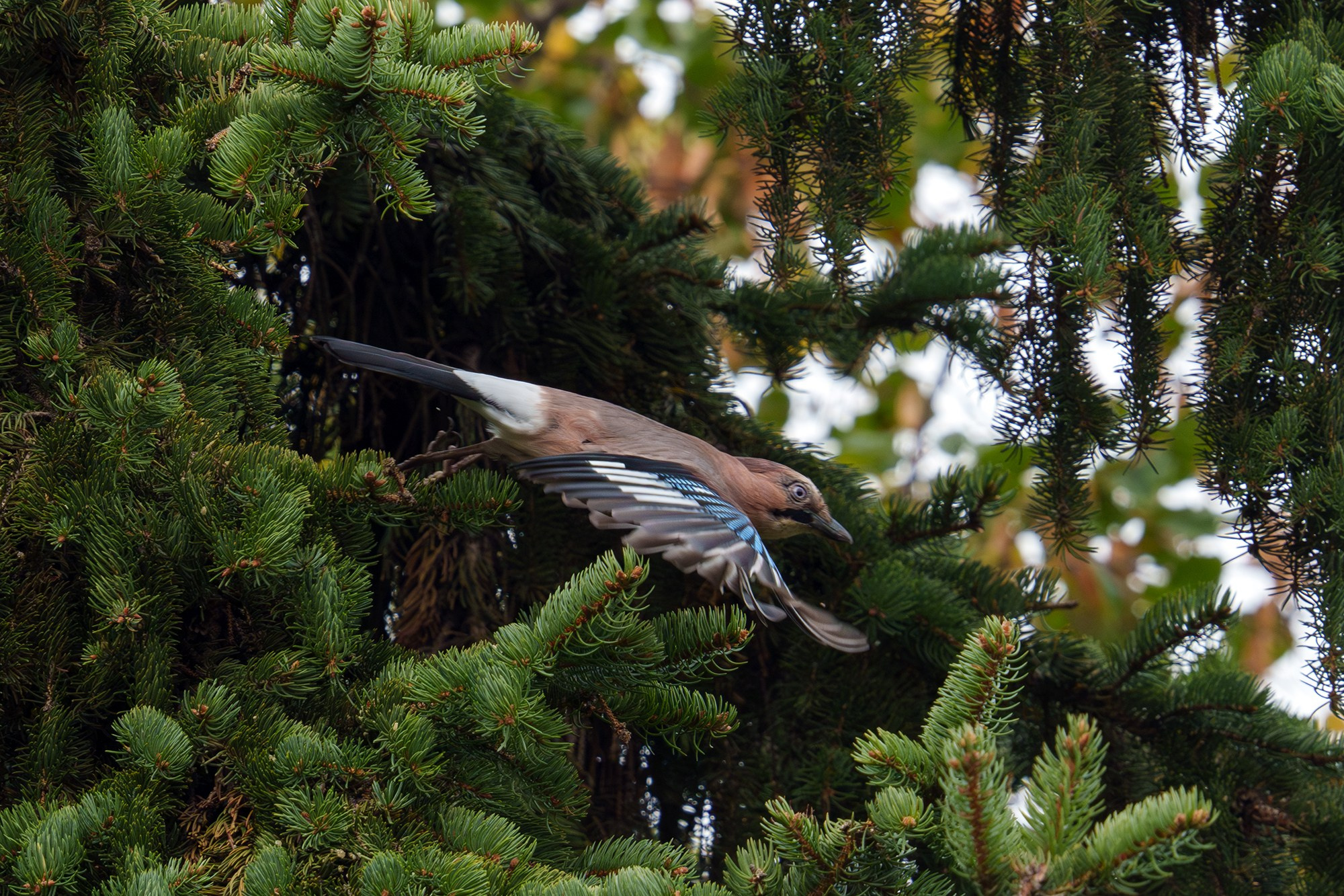 Удивительные мир птиц. Вокруг нас столько прекрасного — присмотритесь!. Ваш личный фотограф Марина Волкова