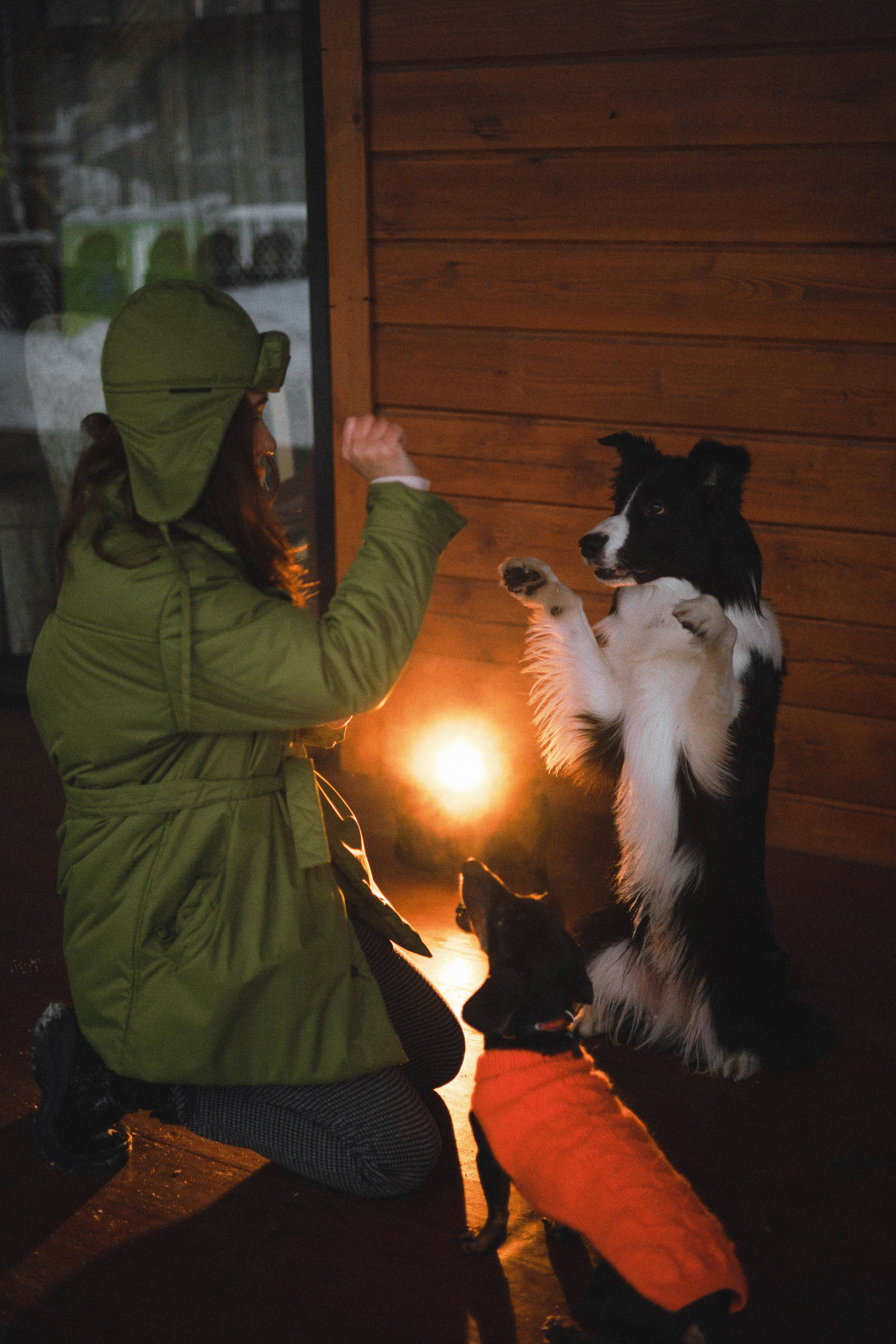 Маша, Рэм и Ньютон. Фотограф-анималист Богданова Полина