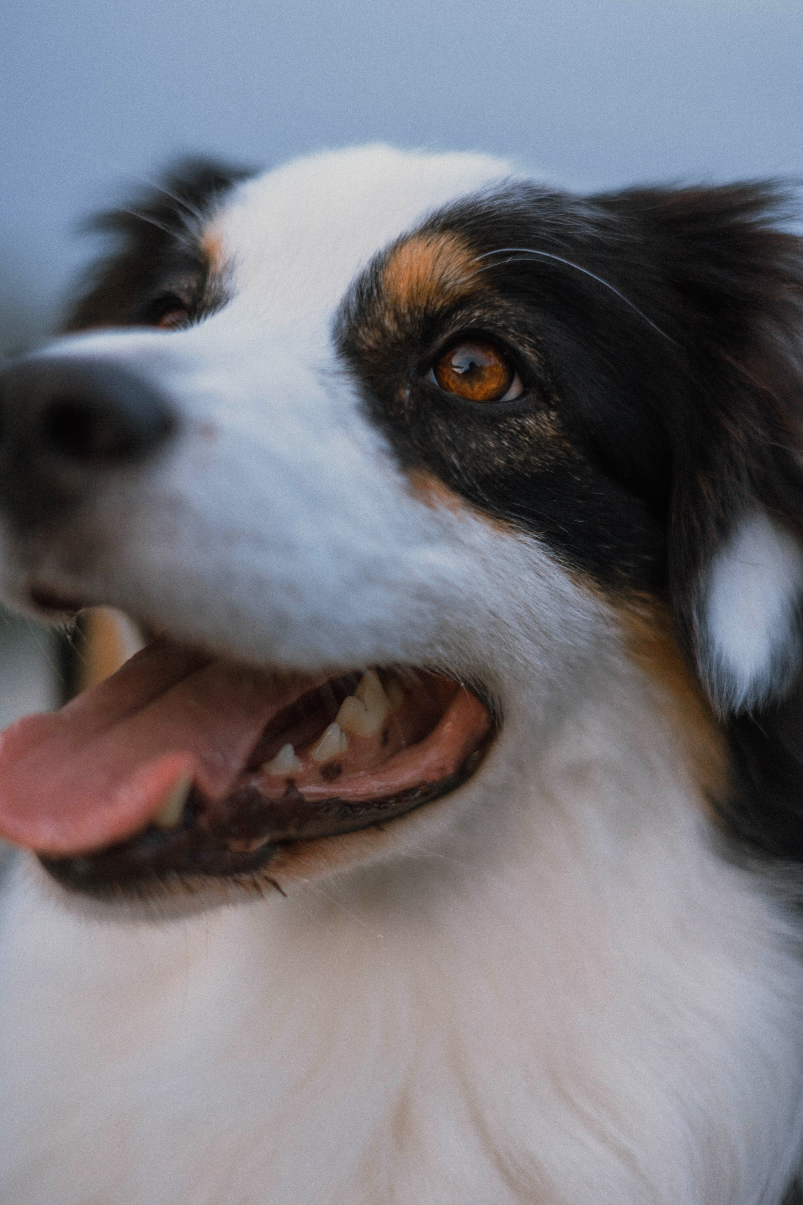 Ира и Джесс. Фотограф-анималист Богданова Полина