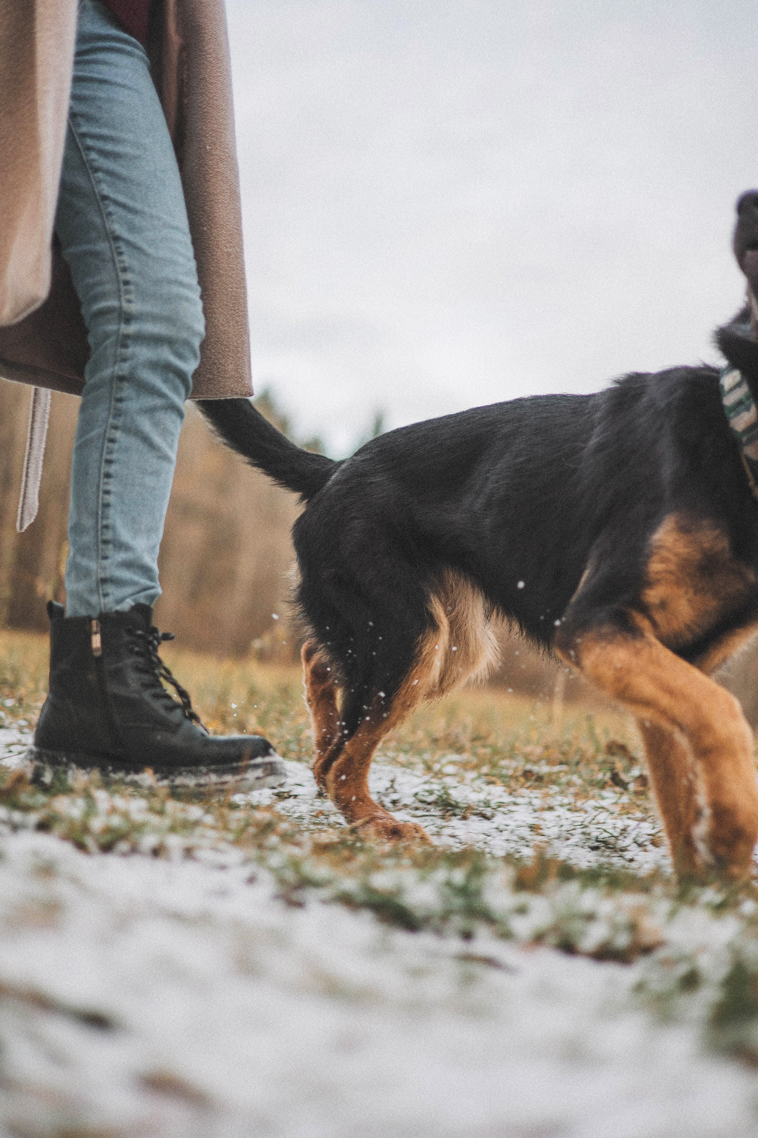 Алена, Леви и Микаса. Фотограф-анималист Богданова Полина