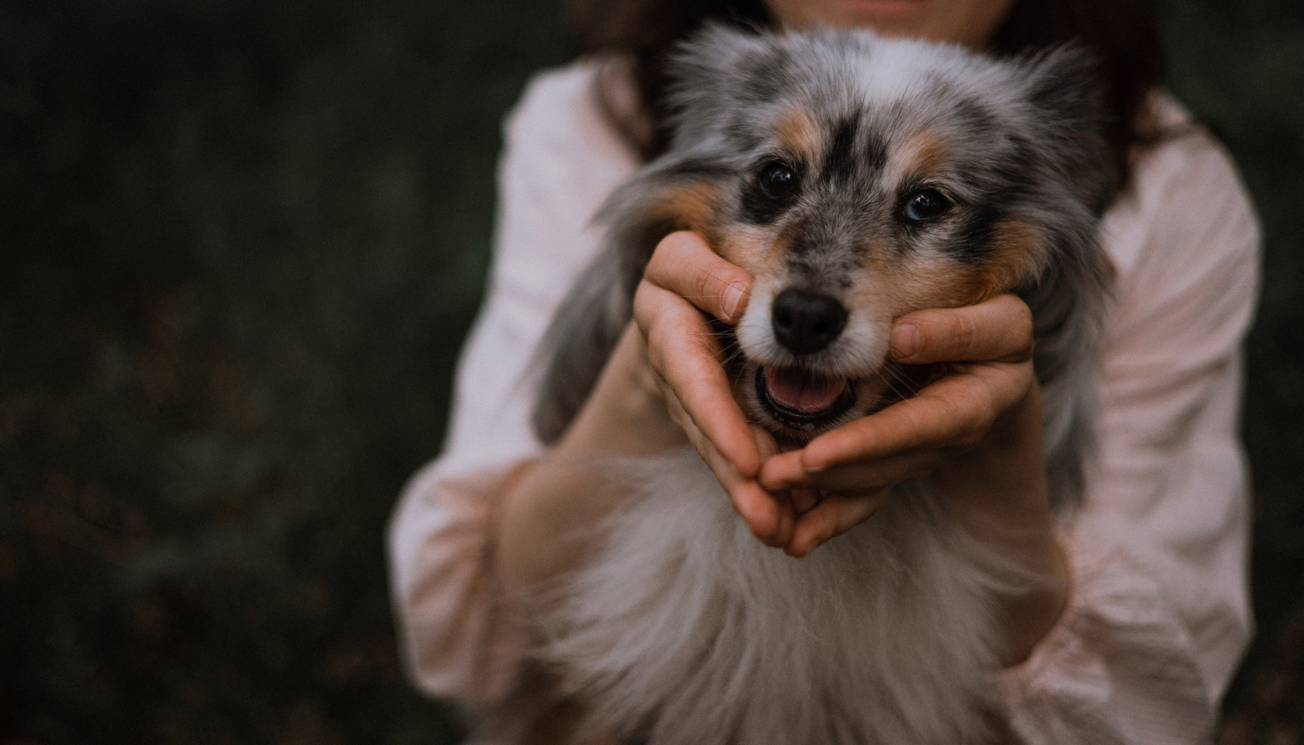 Настя, Шуня, Милка и Тигуан. Фотограф-анималист Богданова Полина