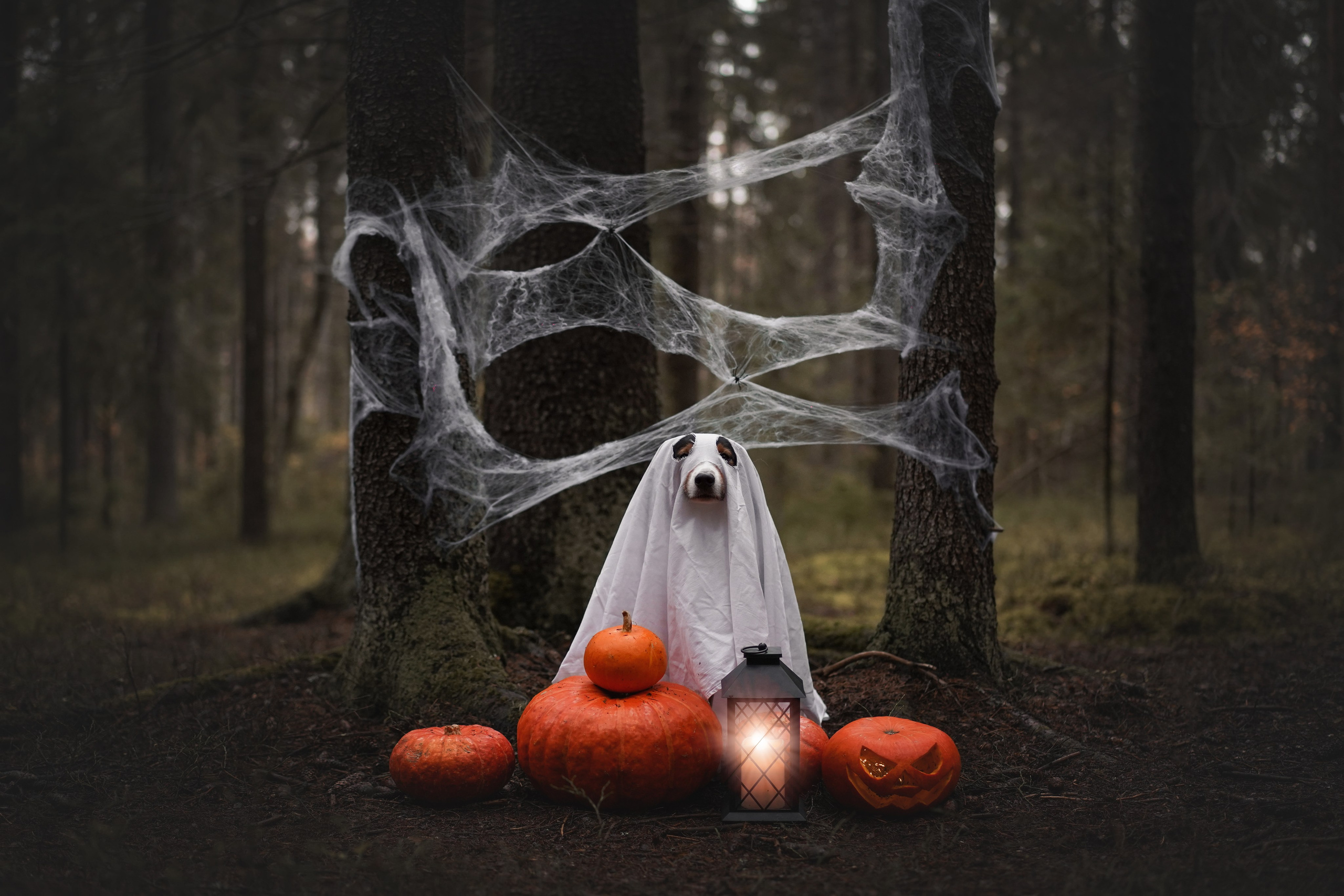 Аусси Хэллоуин 24. Фотограф-анималист в Санкт-Петербурге Яна Мартынова