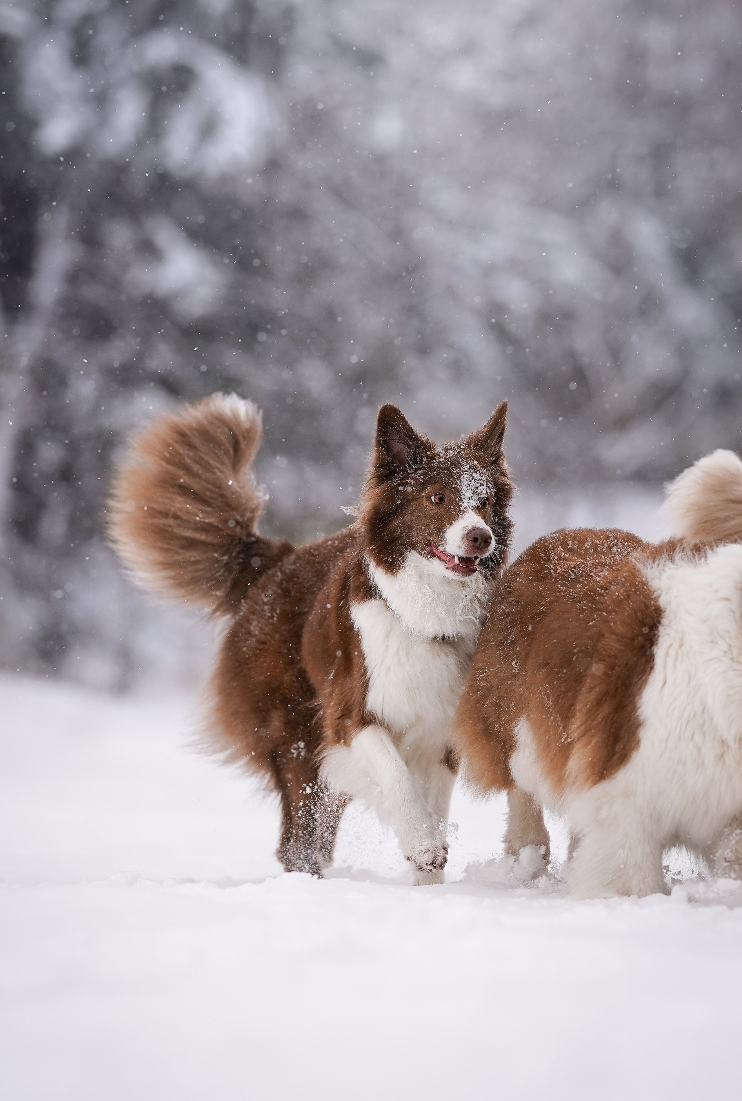 Красно-рыжая банда. Фотограф-анималист в Санкт-Петербурге Яна Мартынова