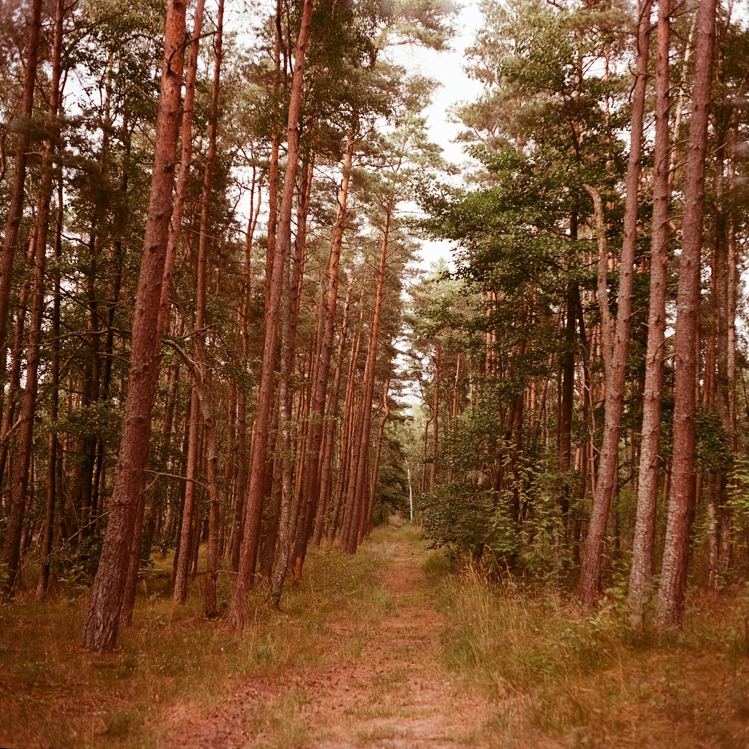 Куршская коса / Super Fujica-6 / Kodak Aeronega 100 (Kodak Aerocolor IV)