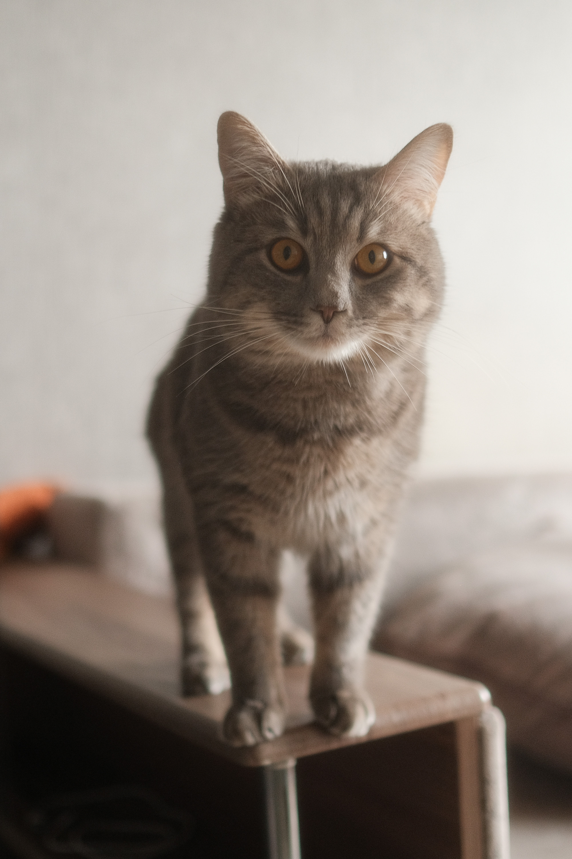 Pussy. Aleksandr Schafft