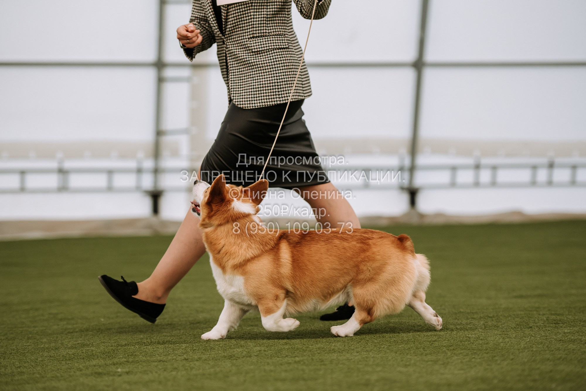 Выставка собак Красноярск 2.06. Фотограф Диана Оленина Красноярск / Братск