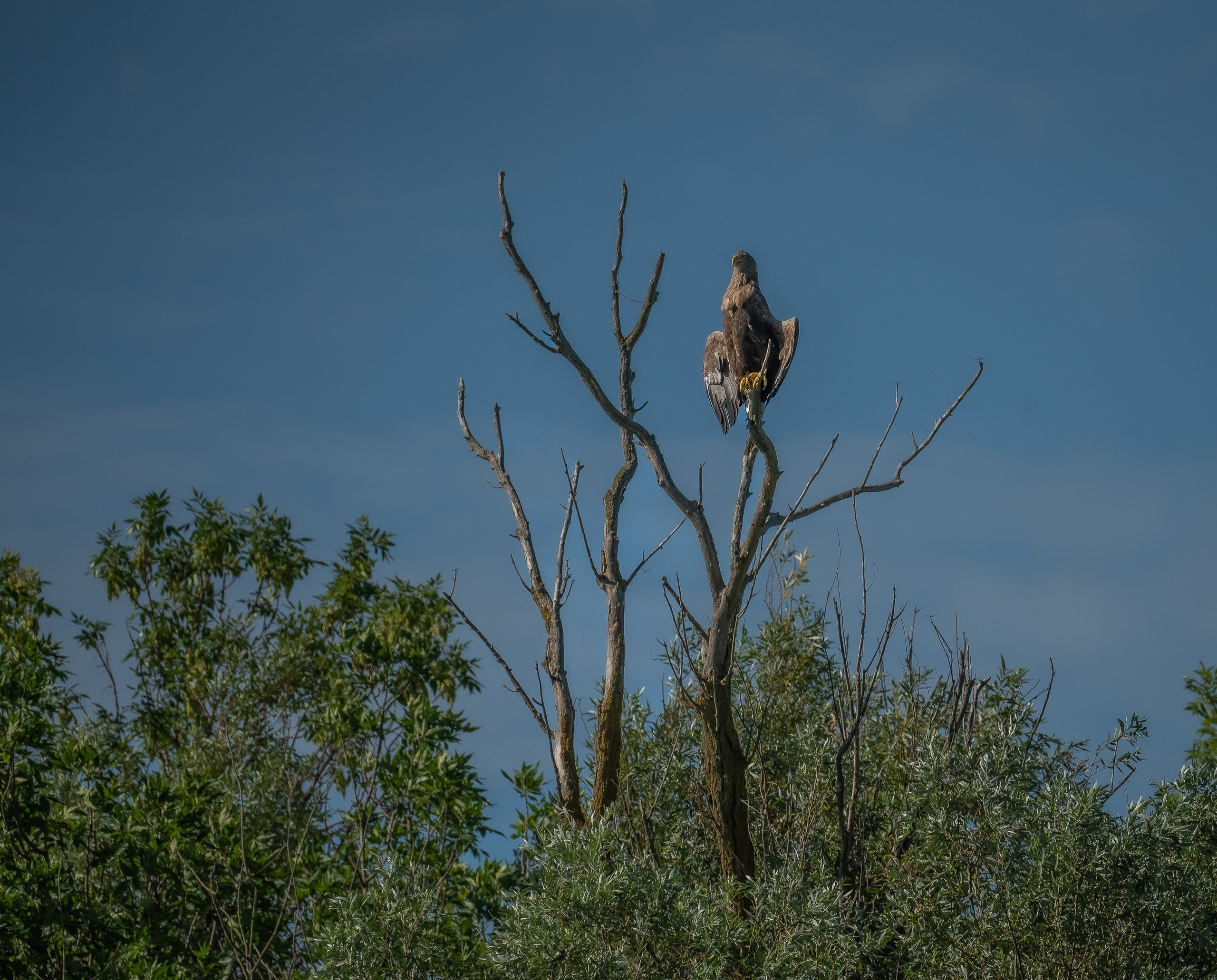Золотые лотосы. Июль