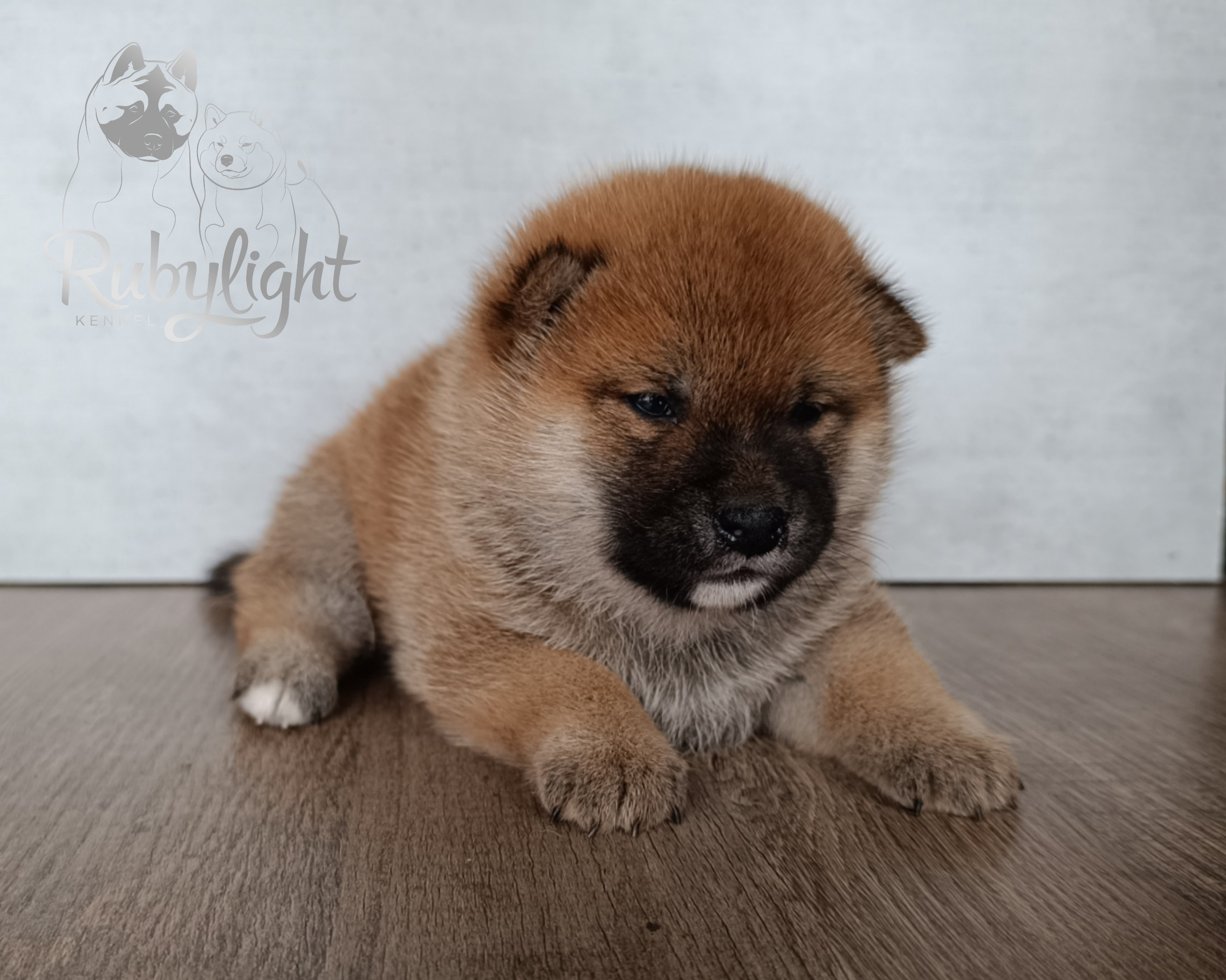 Сиба Rubylight Ellis питомник Рубилайт 