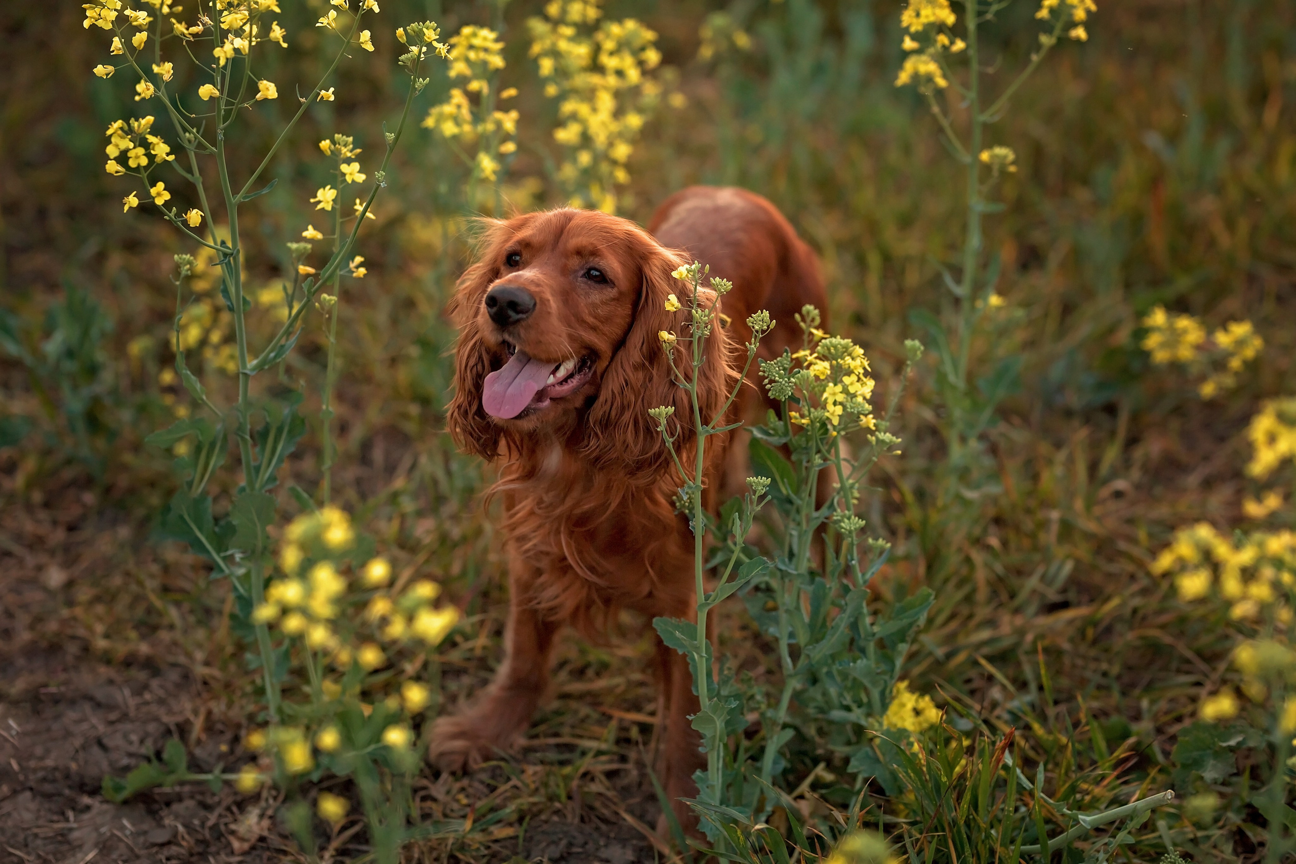 Рапс. Семейный и детский фотограф Екатерина Савёлова