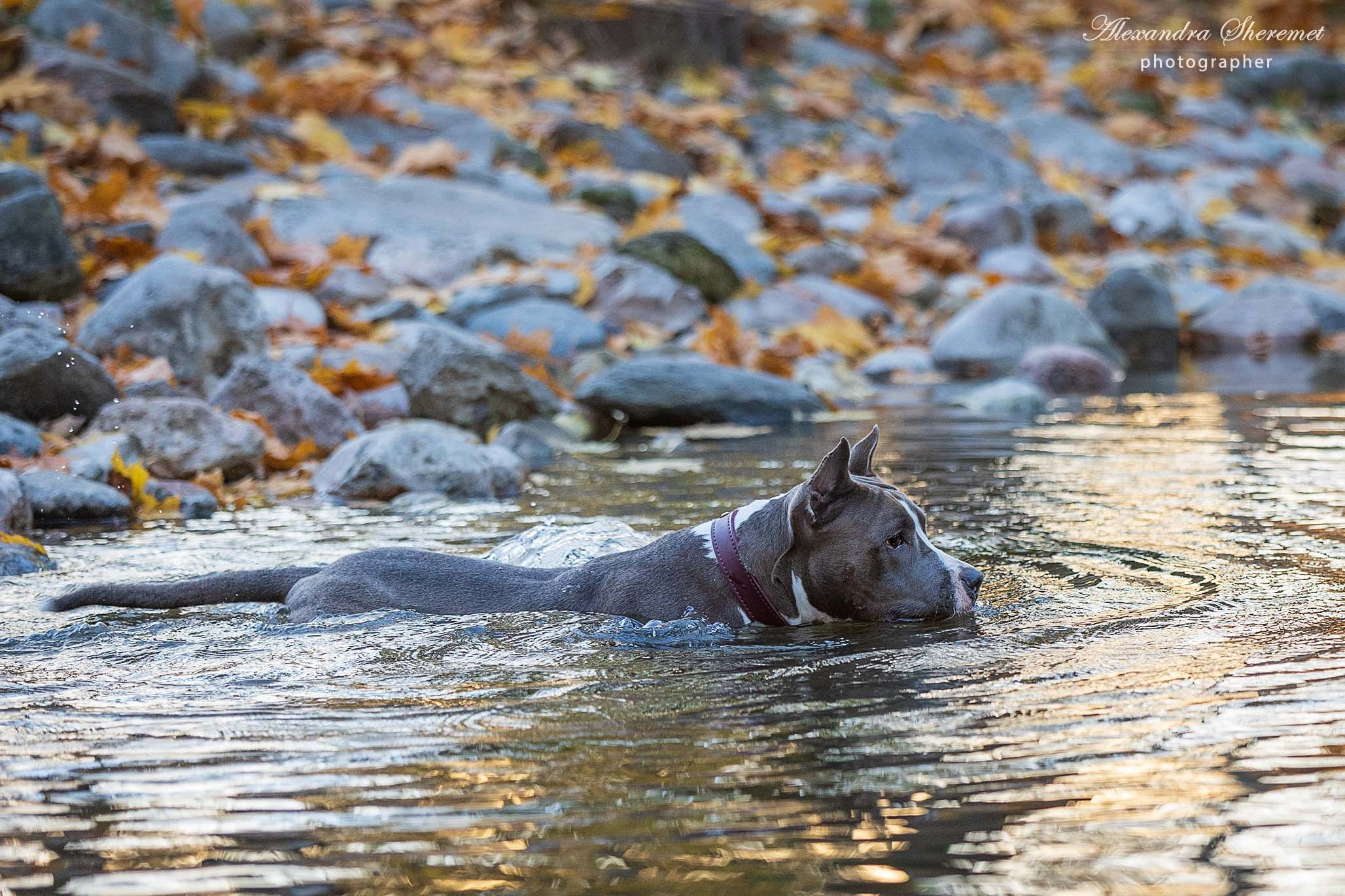 Шерри. Фотограф-анималист Александра Шеремет