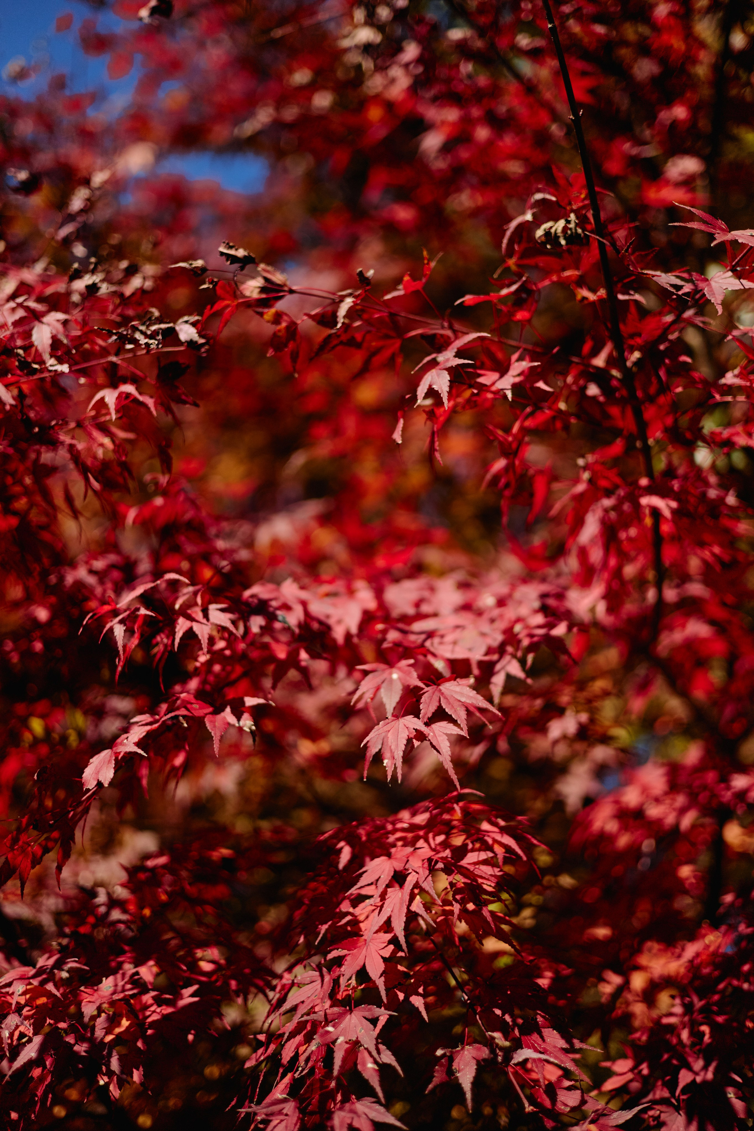 Япония. Профессиональный Фотограф во Владимире, в Москве и в Суздале — Полина Романычева