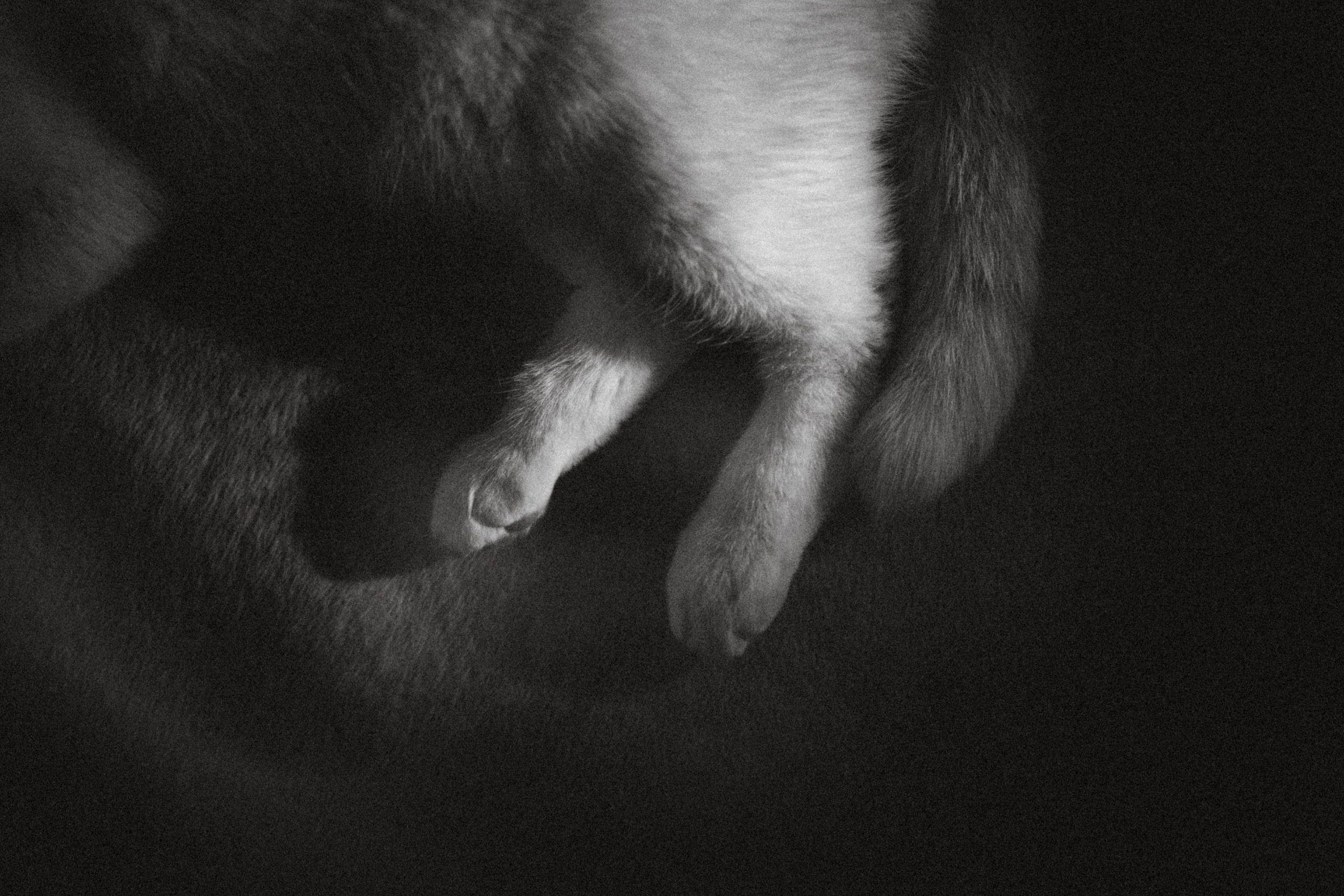 Топик и его семья