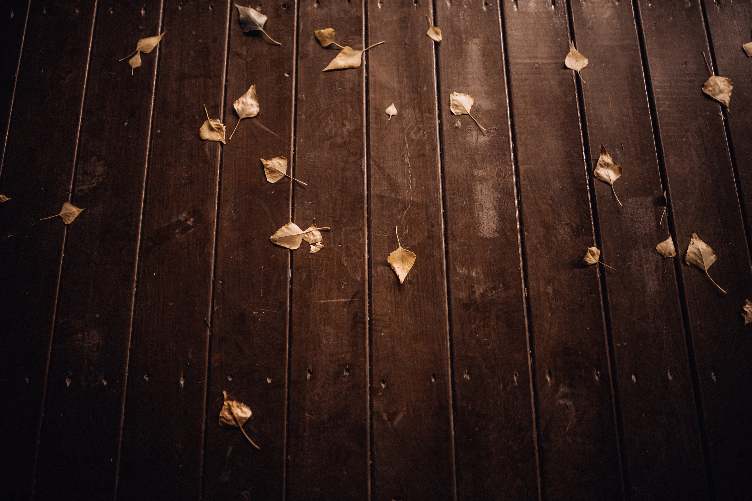 Осенняя свадьба в Красноярске. Свадебный фотограф-видеограф в Красноярске Евгений Константинопольский