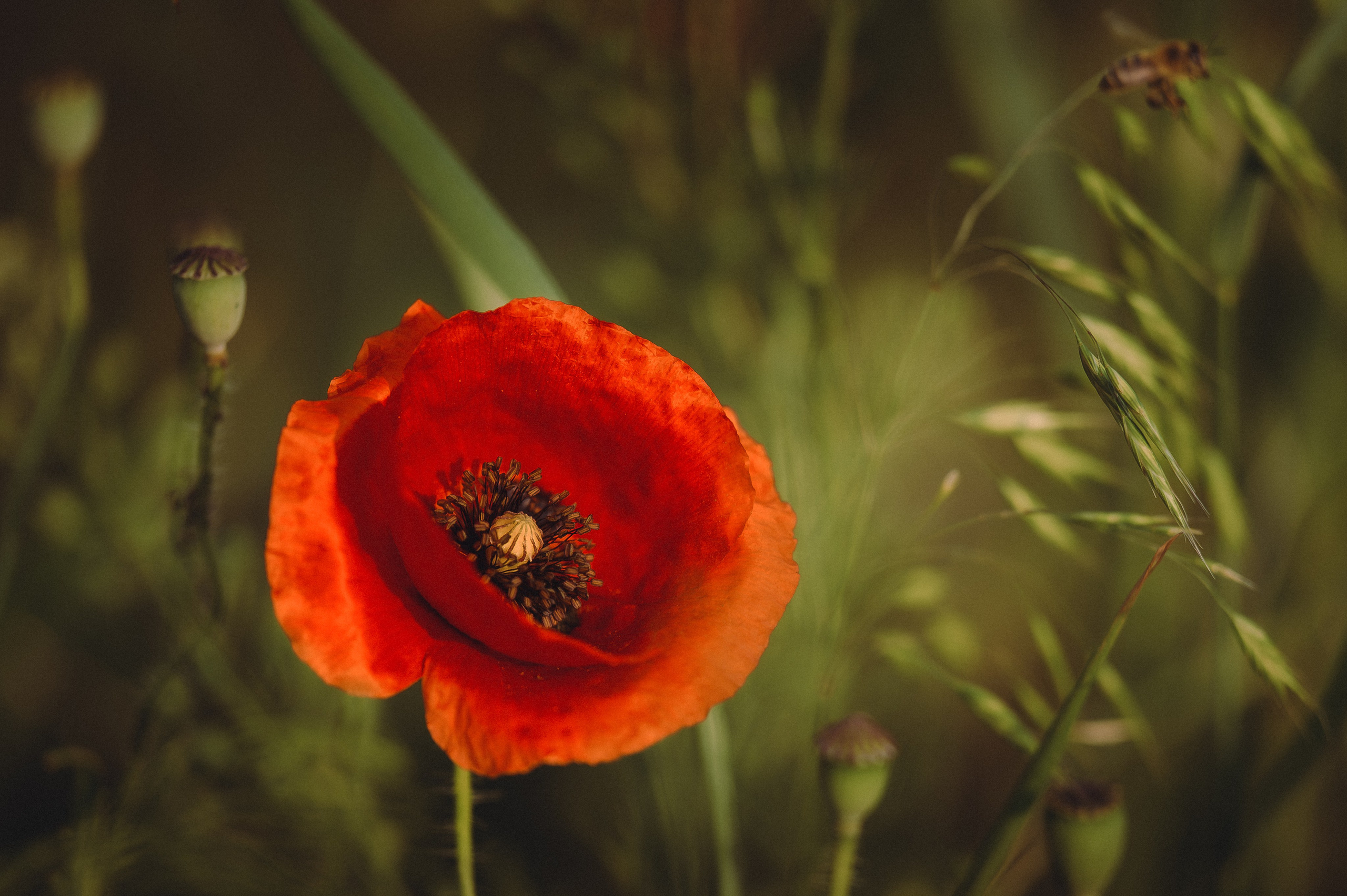 Прогулка на рассвете с бордер-колли. Фотограф в Ростове —на — Дону