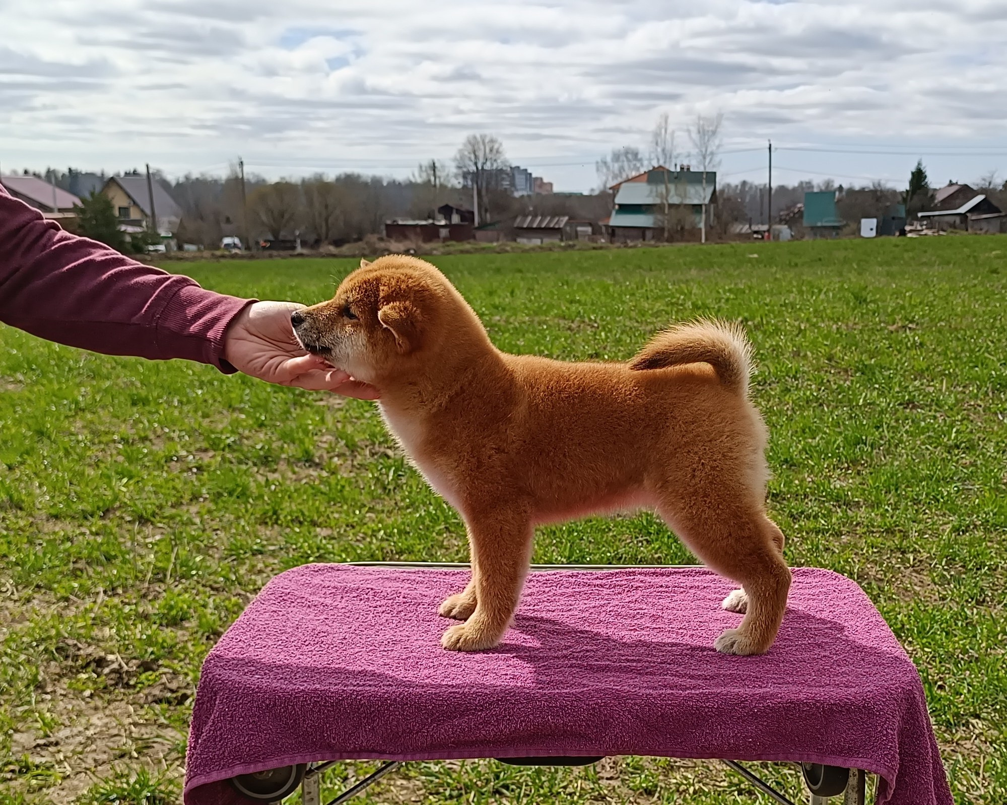 Сиба Rubylight Ellis питомник Рубилайт 