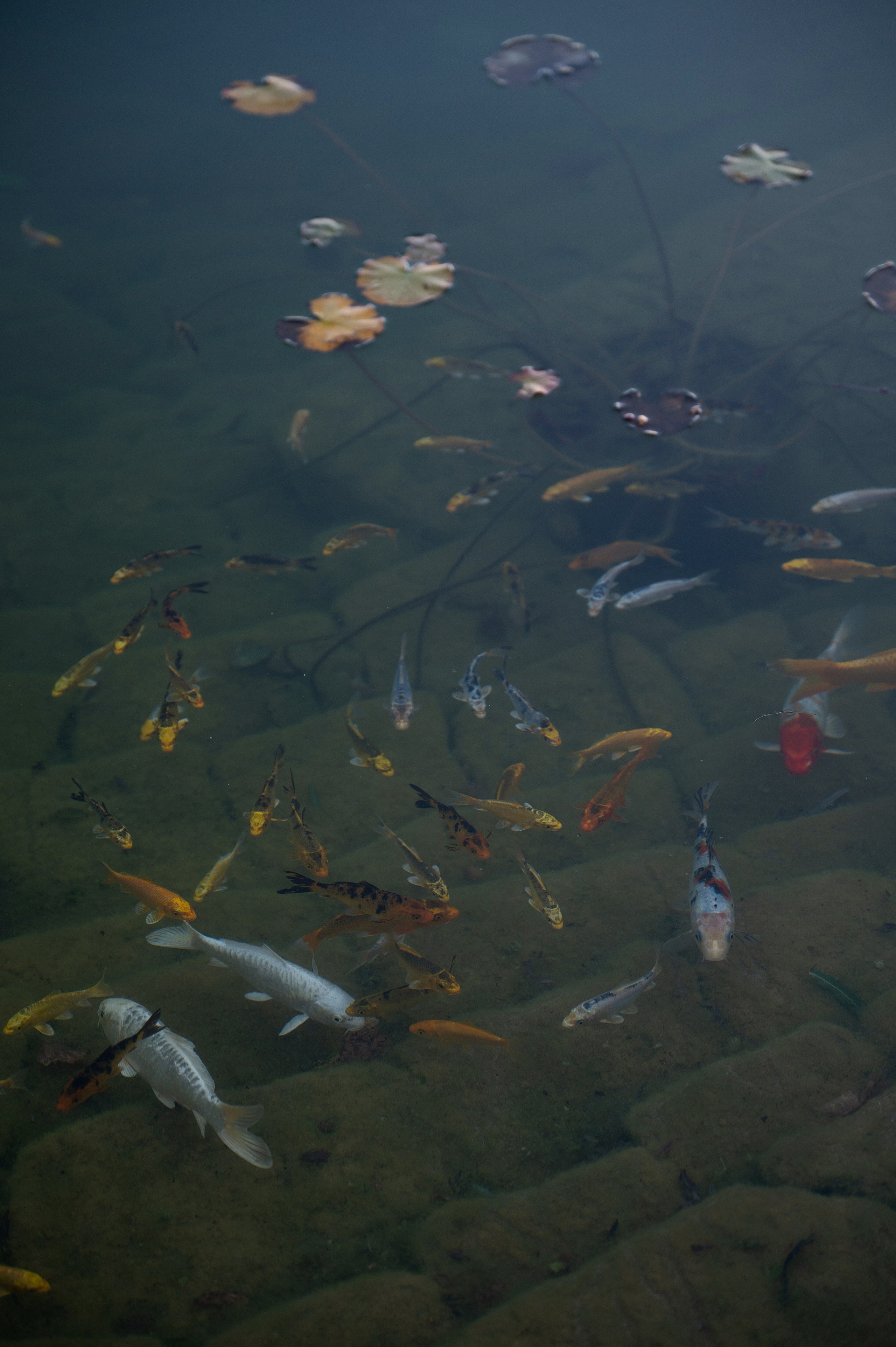 Саша и Лера. Свадебный фотограф и видеограф