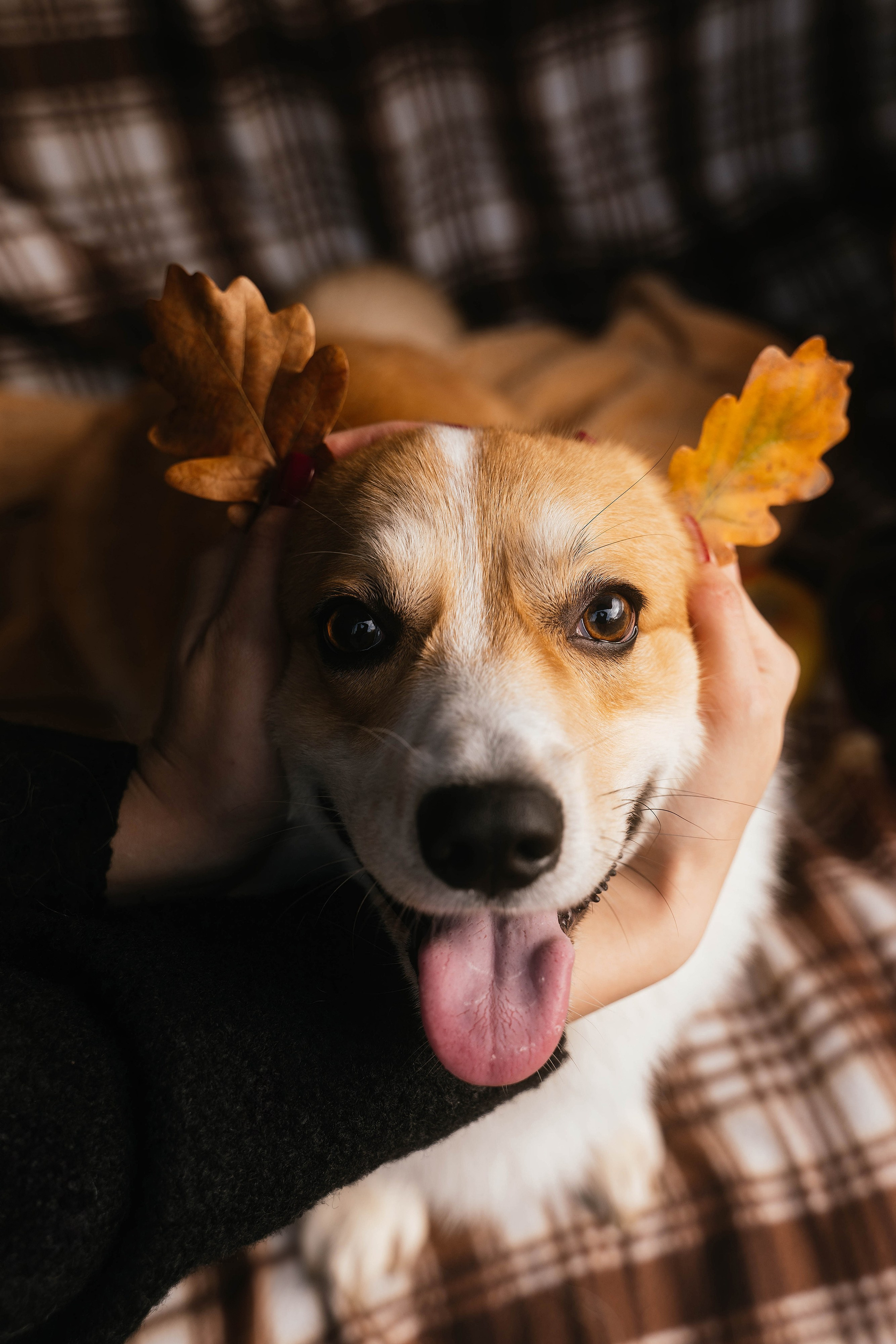 Настя, Рома, Лера и Макки. Свадебный, семейный фотограф в Рязани Лена Брант