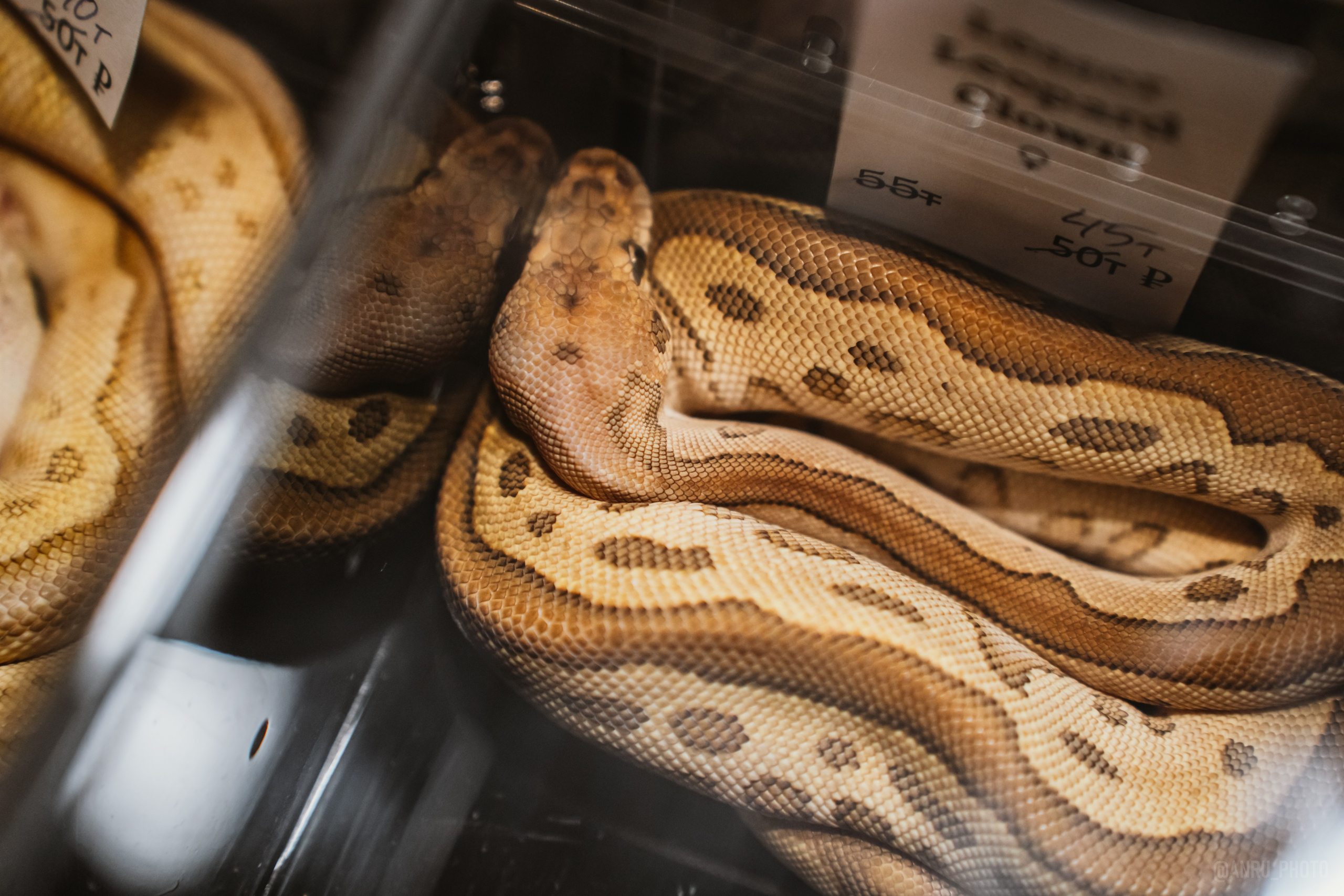 Рептилиум. Репортажный фотограф Анастасия Рубцова