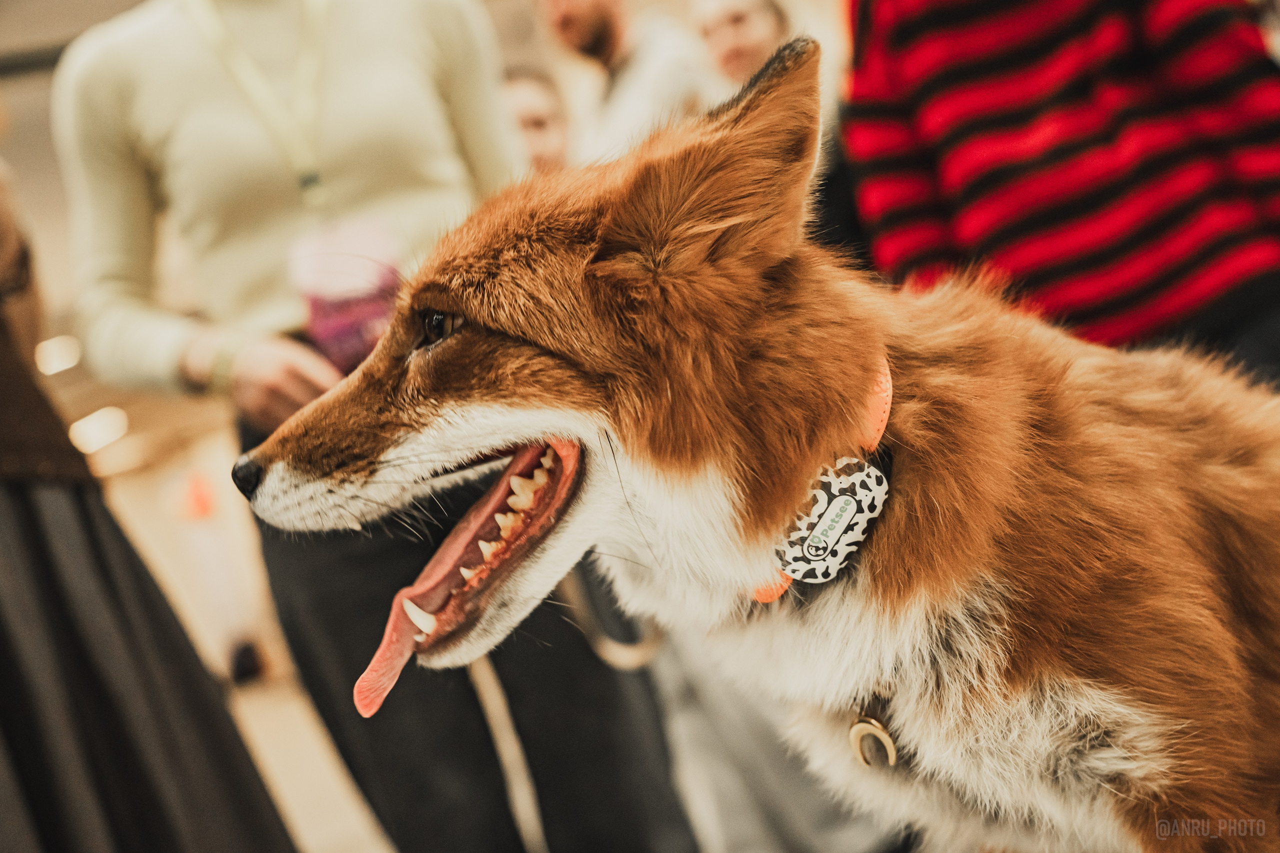 Fox Family fest. Репортажный фотограф Анастасия Рубцова