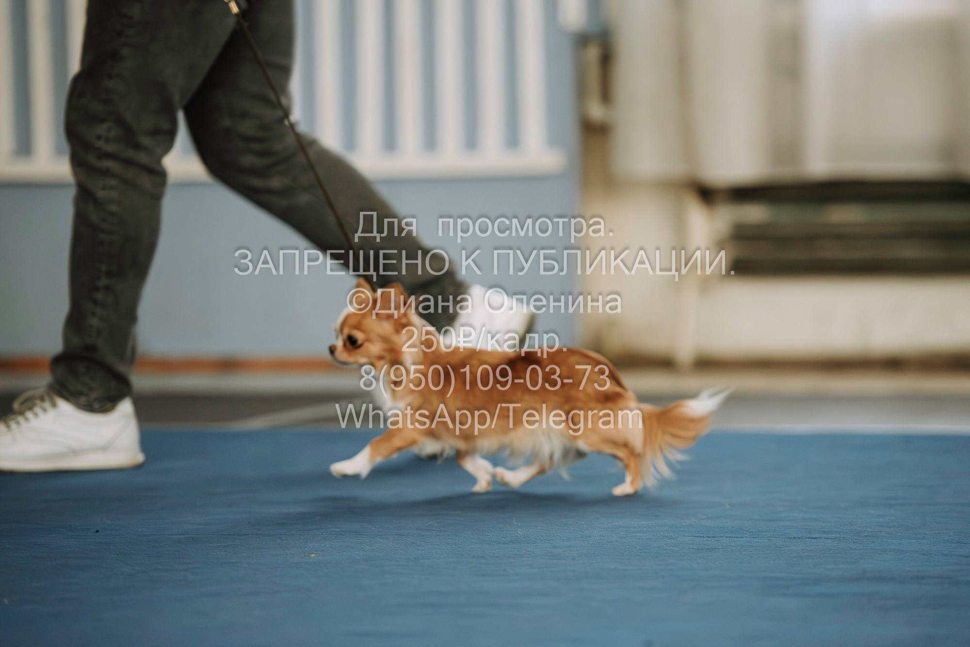 Выставка собак Красноярск 29.10.2023. Фотограф Диана Оленина Красноярск / Братск