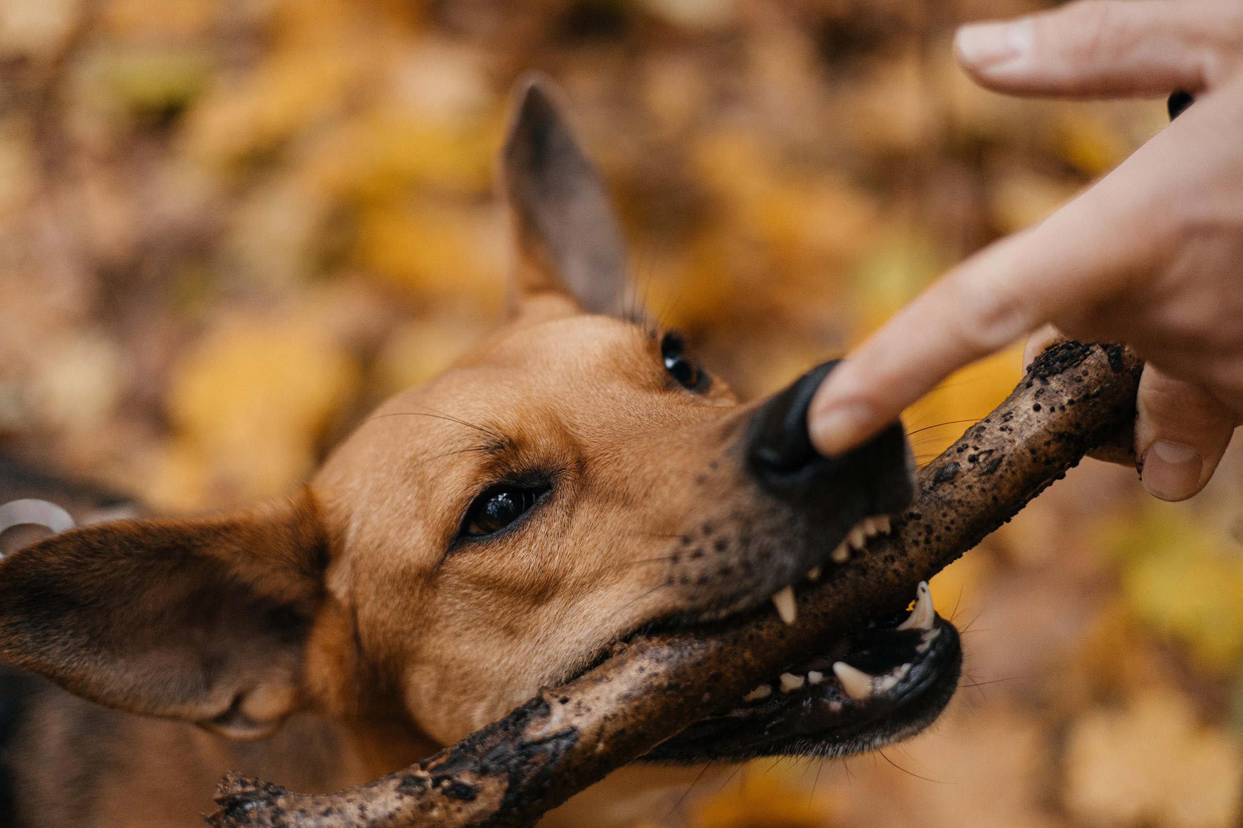 Нелли, Лёша, Рэй и Норд. Фотограф Анна Луценко Москва